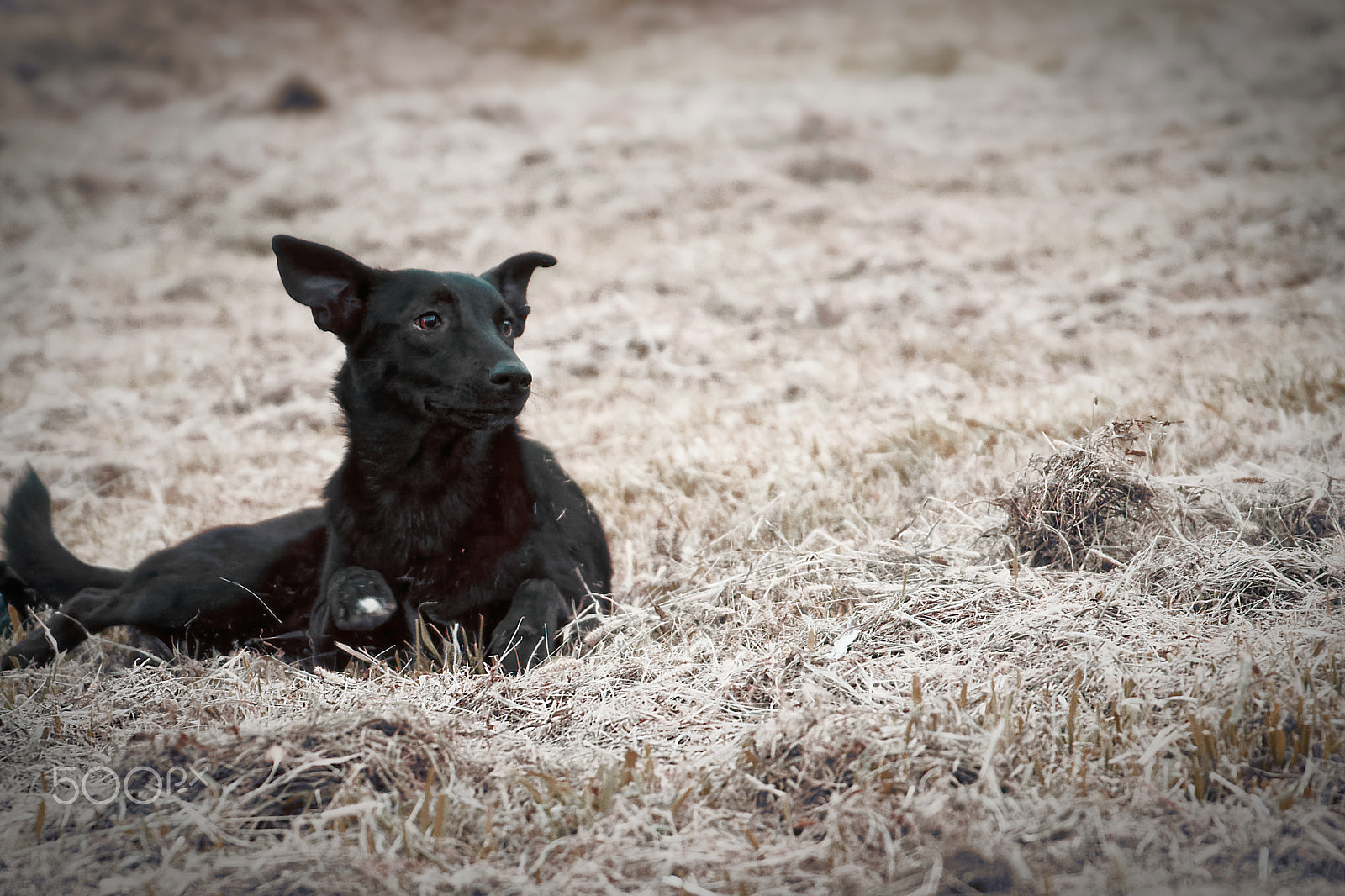 Nikon D7100 + Sigma 24-135mm F2.8-4.5 sample photo. Dog photography
