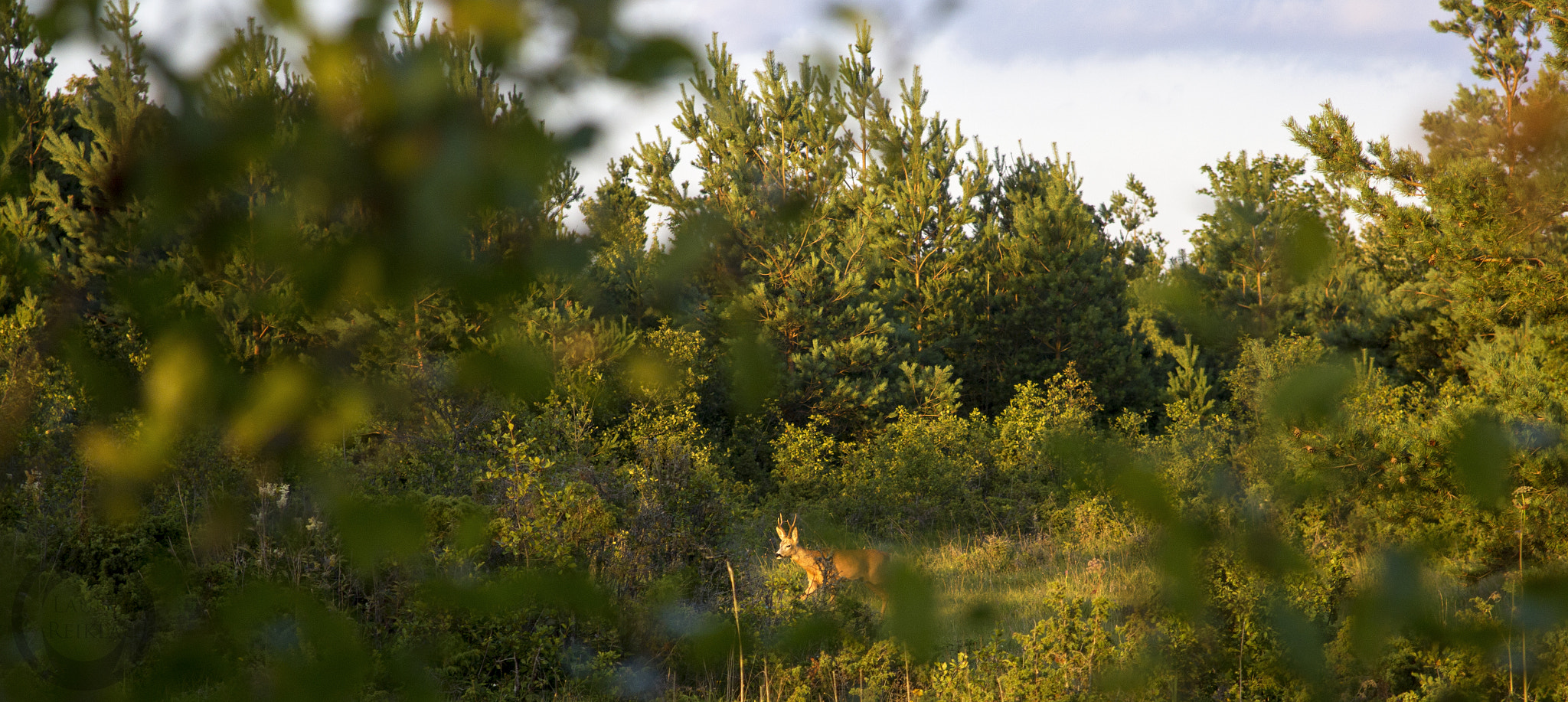Canon EF 24-85mm F3.5-4.5 USM sample photo. An animal photography