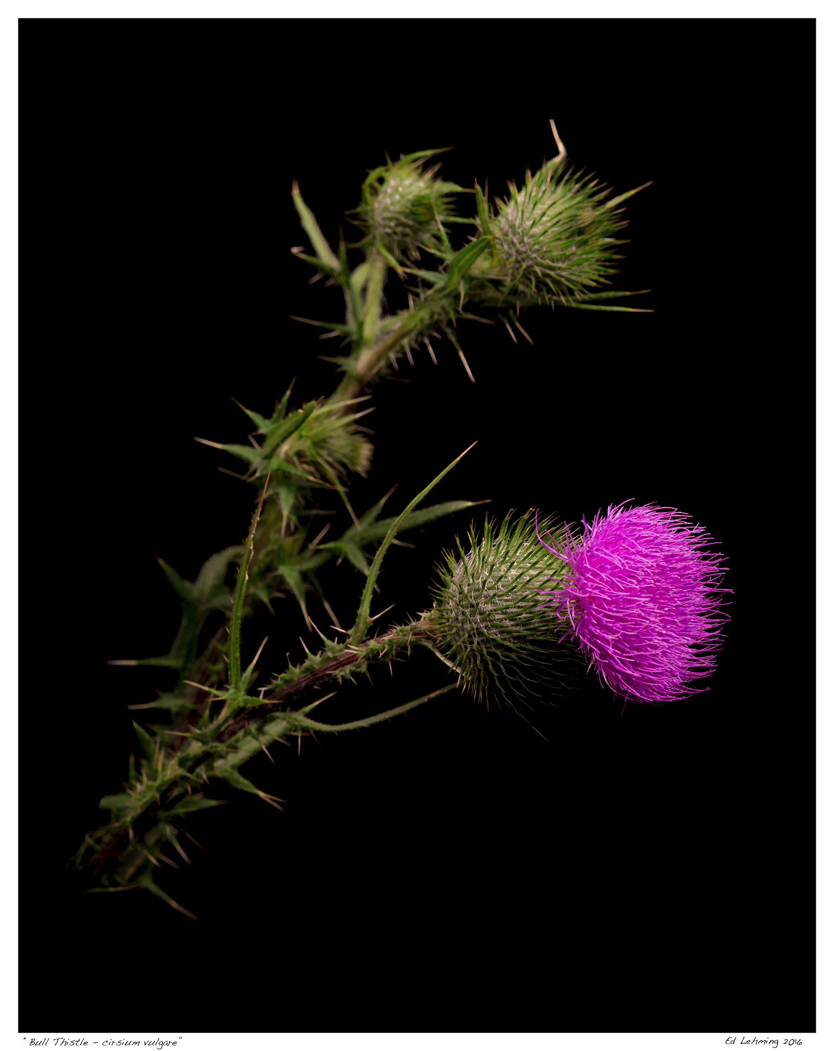 Tamron SP 70-200mm F2.8 Di VC USD sample photo. "bull thistle" photography