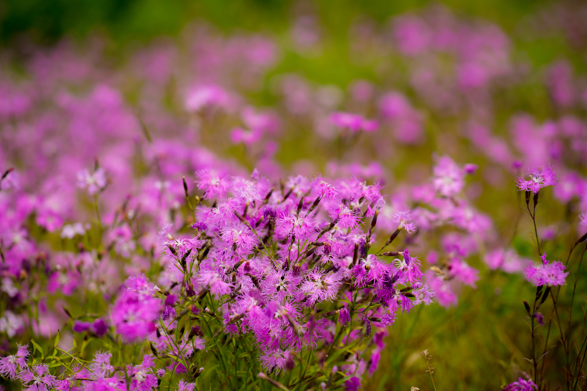 Nikon AF-S Nikkor 70-200mm F4G ED VR sample photo. Dianthus photography