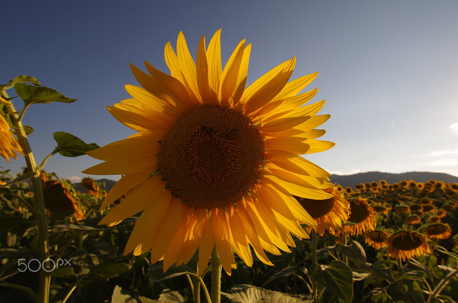 Pentax K-50 + Sigma 10-20mm F3.5 EX DC HSM sample photo. Sunflower photography