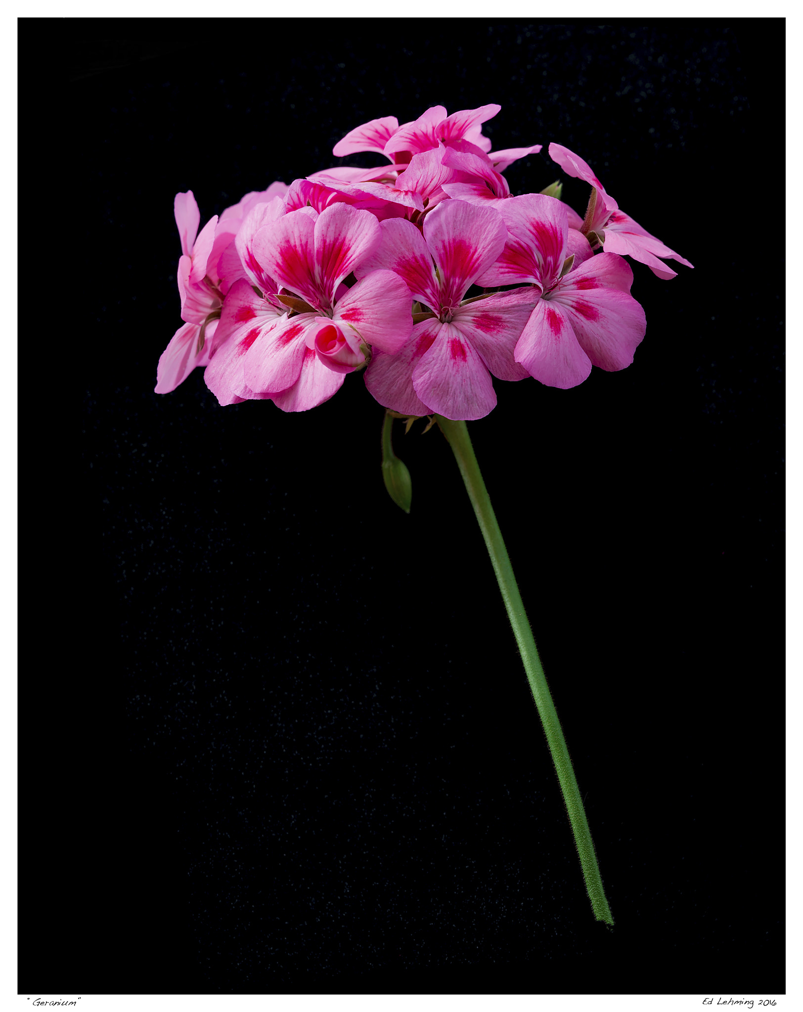 Tamron SP 70-200mm F2.8 Di VC USD sample photo. Geranium photography