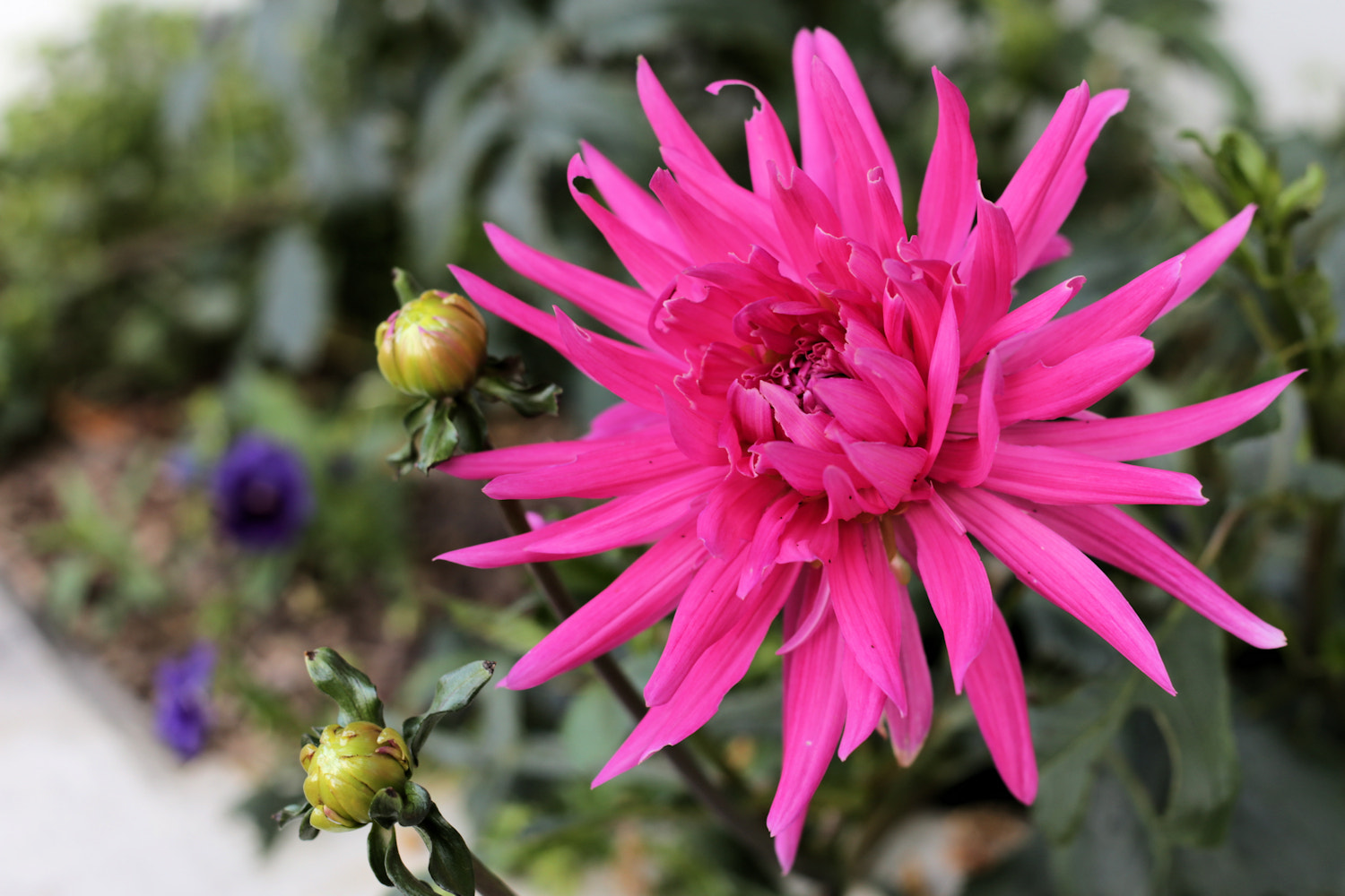 Canon EOS 6D + Canon EF 50mm F1.8 II sample photo. Pretty in pink photography