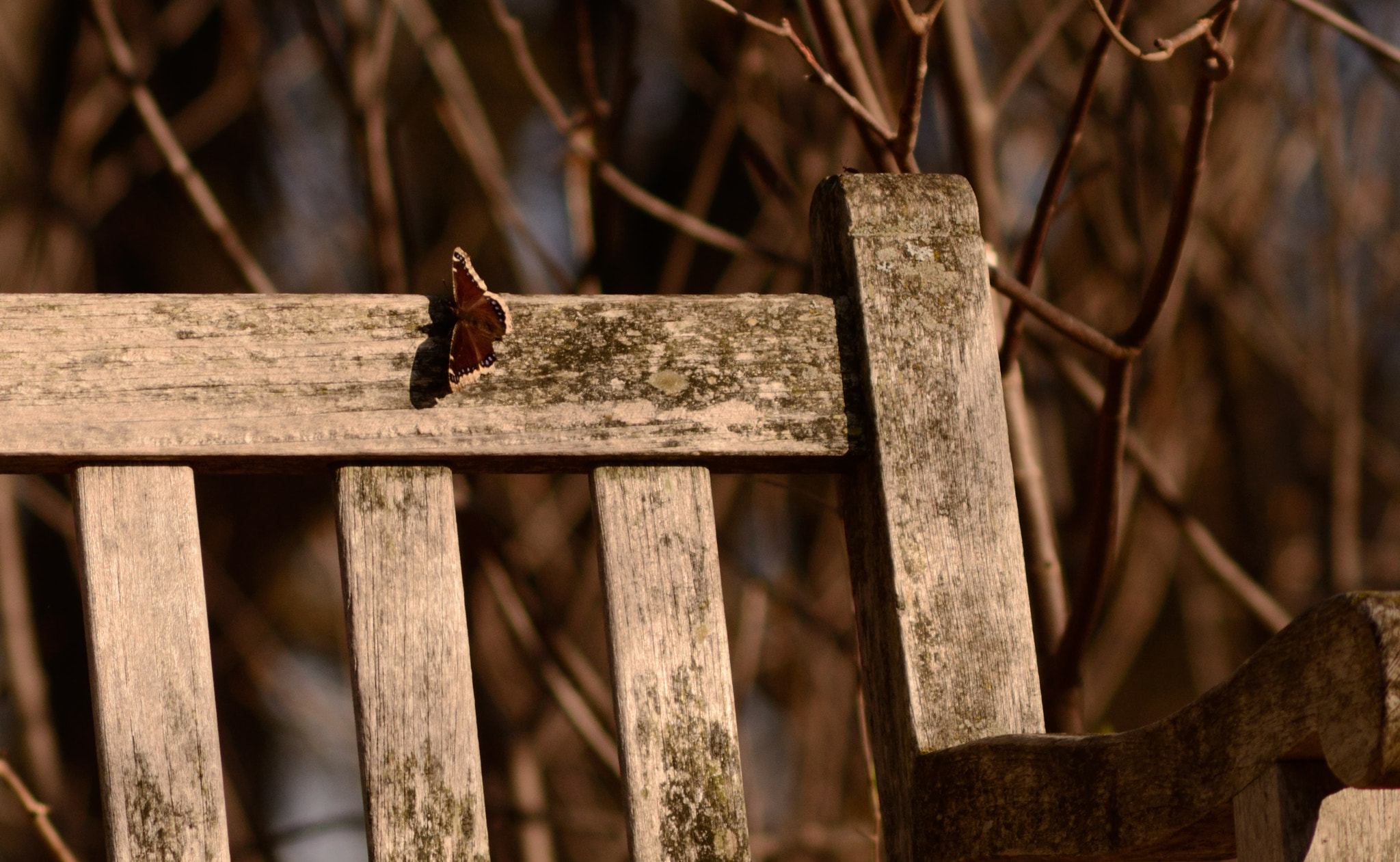 AF Zoom-Nikkor 75-300mm f/4.5-5.6 sample photo. Butterfly photography