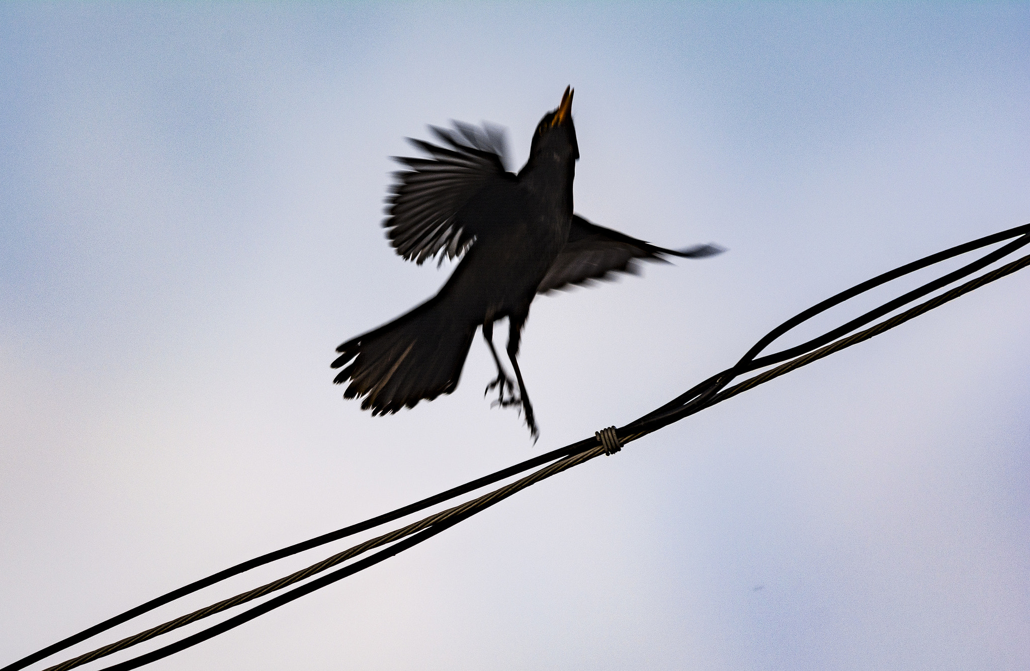 Sigma 150-500mm F5-6.3 DG OS HSM sample photo. Launch photography