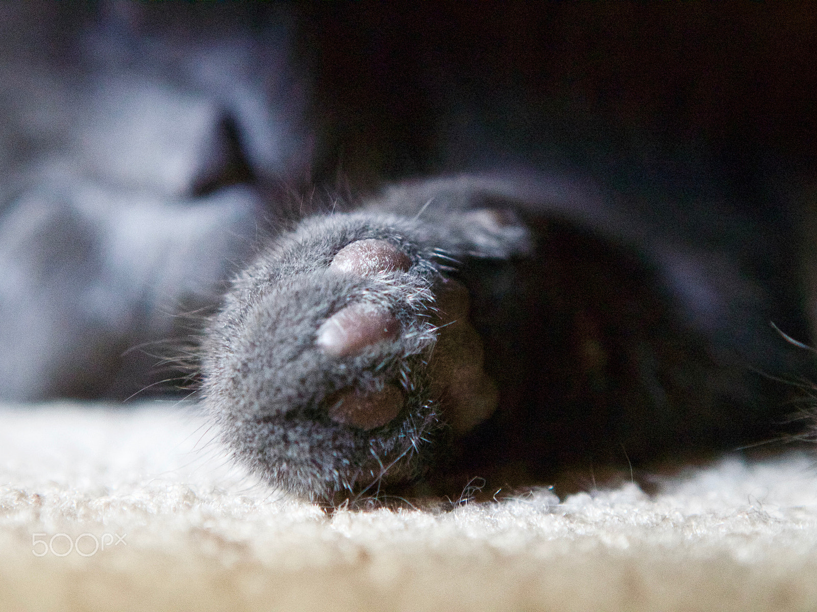 Canon EOS 100D (EOS Rebel SL1 / EOS Kiss X7) sample photo. Falafel's paw photography