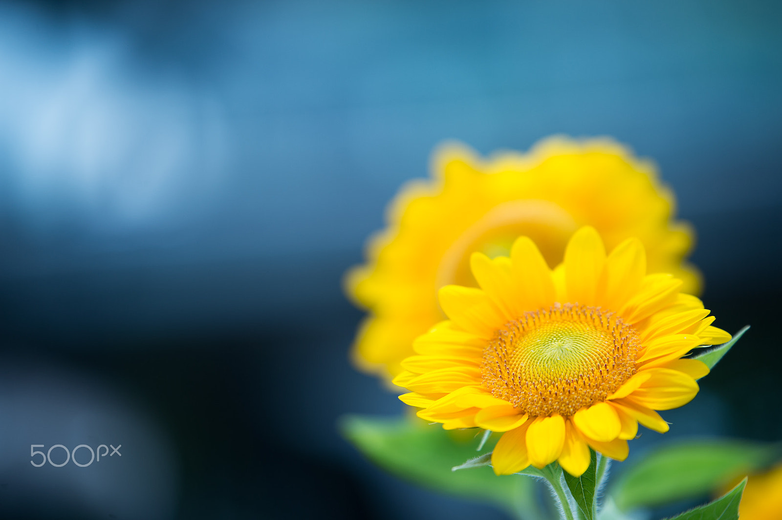Tamron SP 70-200mm F2.8 Di VC USD sample photo. Summer breez photography