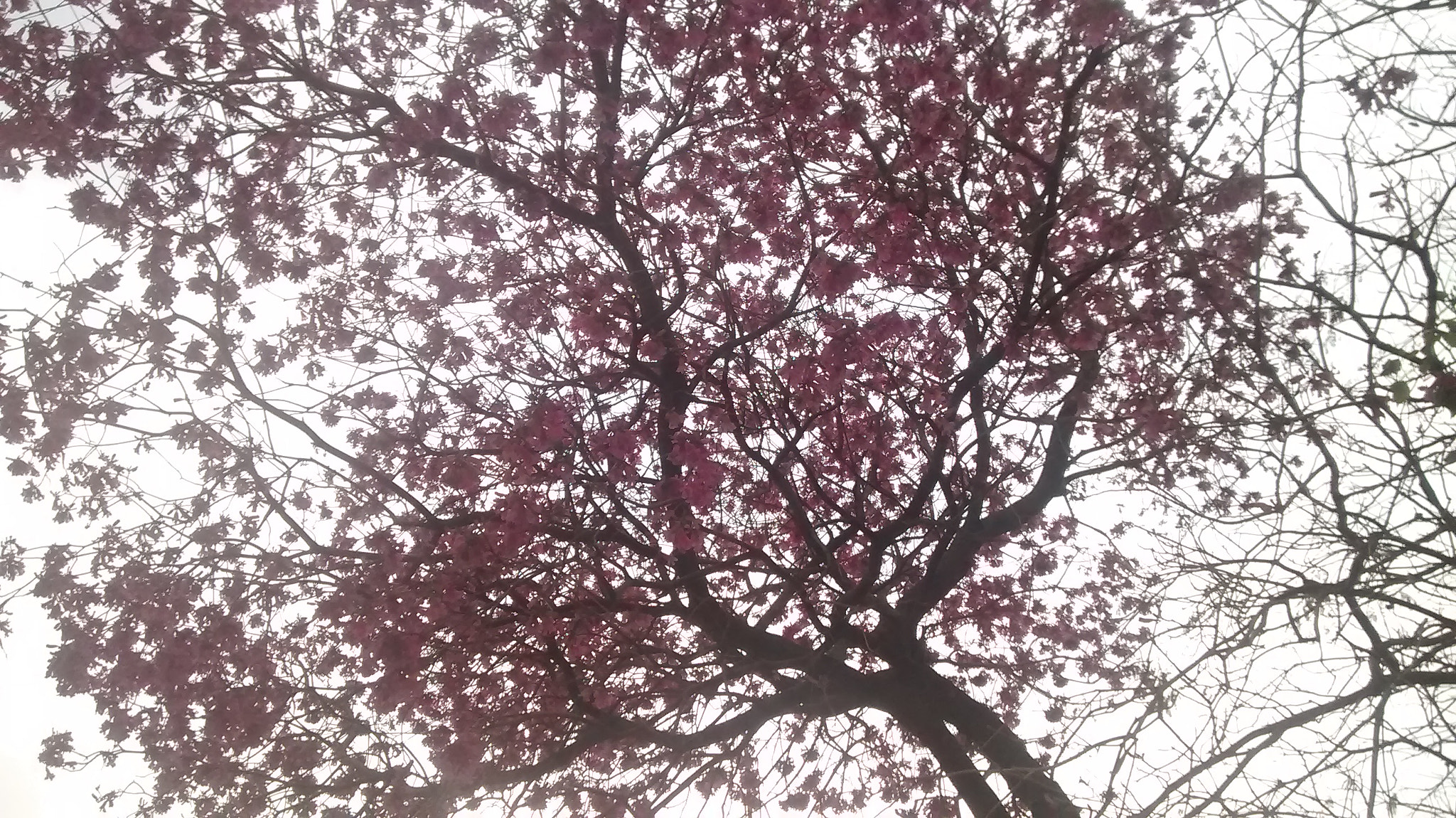 Motorola Moto E (1st Gen) sample photo. Lapacho photography