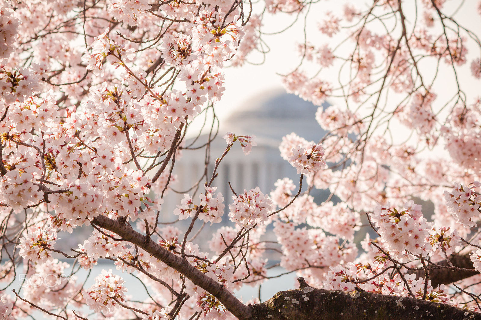 Canon EF-S 55-250mm F4-5.6 IS sample photo. Cherry blossoms photography