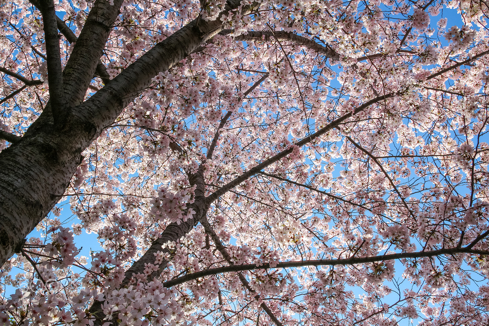 Canon EOS 650D (EOS Rebel T4i / EOS Kiss X6i) sample photo. Cherry blossoms photography