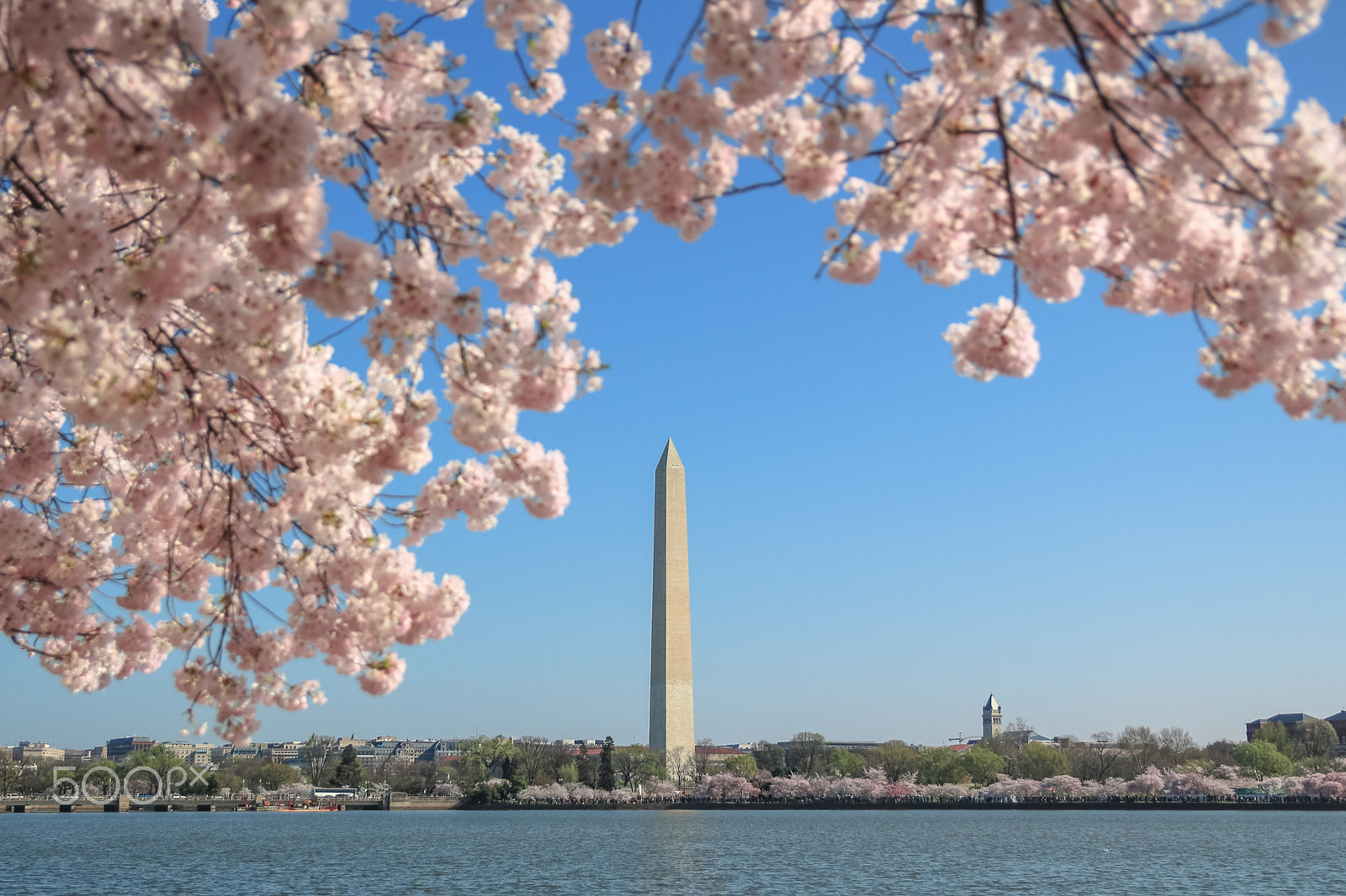 Canon EOS 650D (EOS Rebel T4i / EOS Kiss X6i) sample photo. Washington monument cherry blossoms photography
