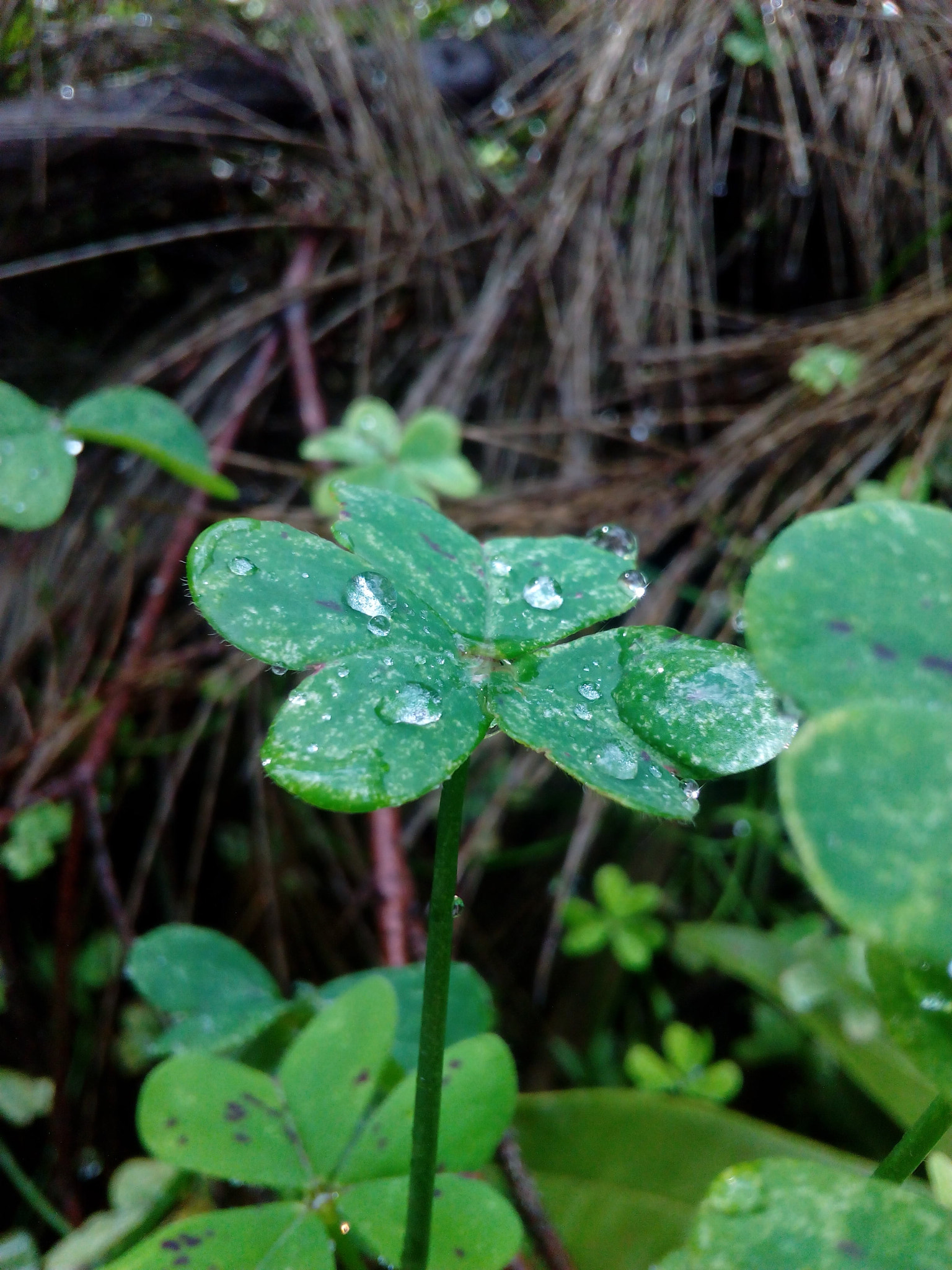 HUAWEI Hol-U19 sample photo