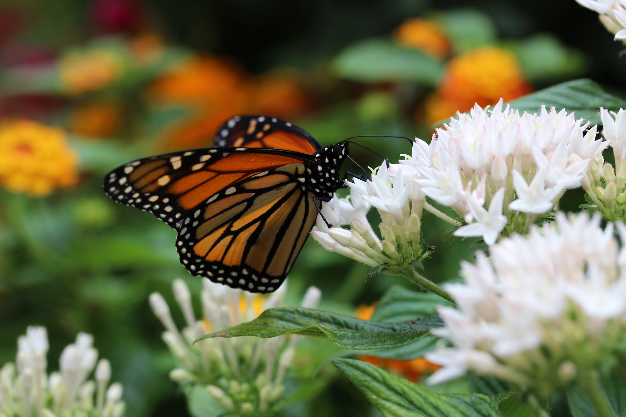 Canon EF-S 60mm F2.8 Macro USM sample photo. Monarch1 photography
