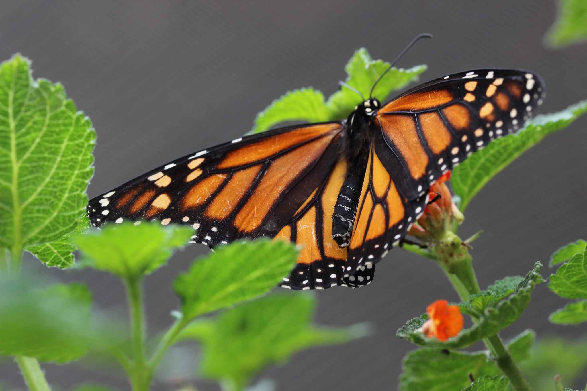 Canon EF-S 60mm F2.8 Macro USM sample photo. Monarch2 photography