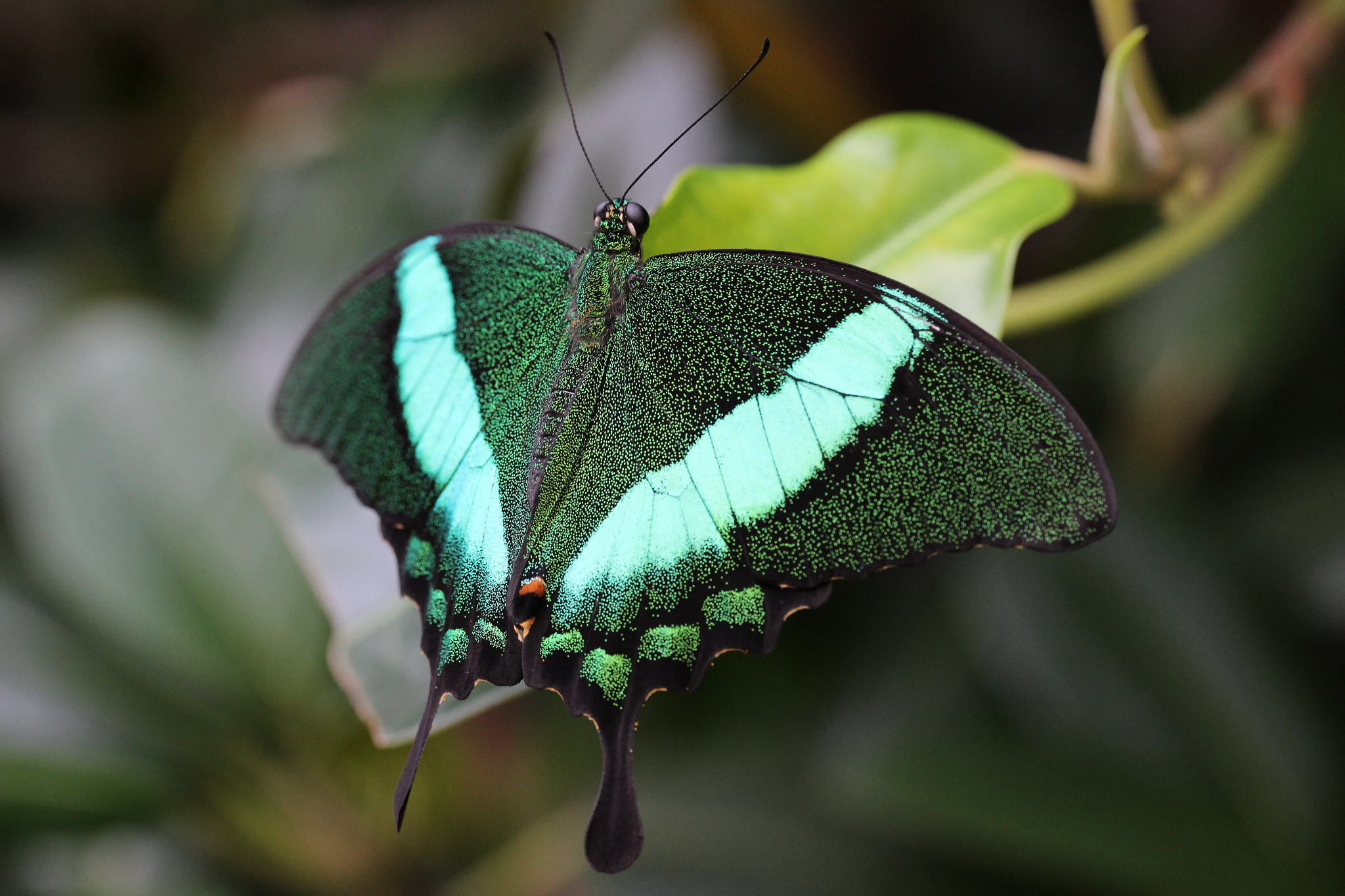 Canon EF-S 60mm F2.8 Macro USM sample photo. Shimmering photography