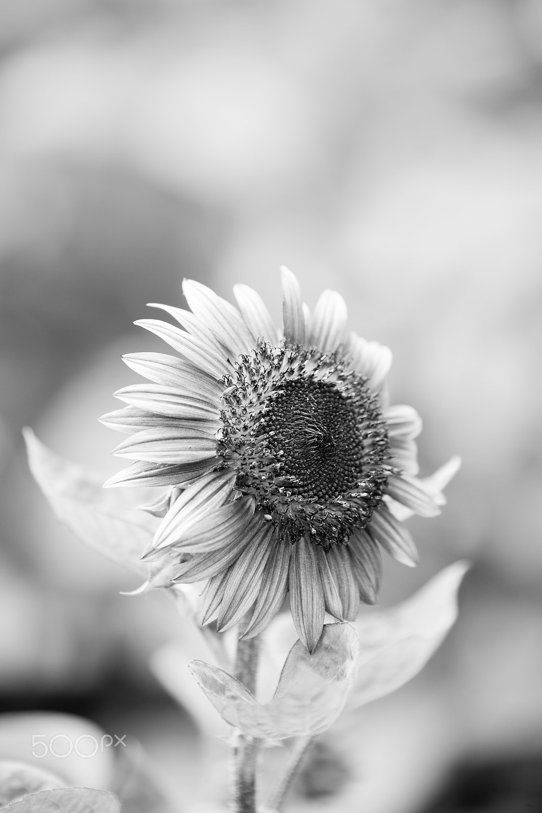 Tamron SP 70-200mm F2.8 Di VC USD sample photo. Beautiful summer photography