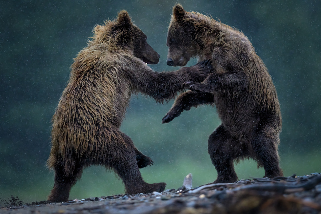 Juvenile Brown Bears by Eric Esterle on 500px.com