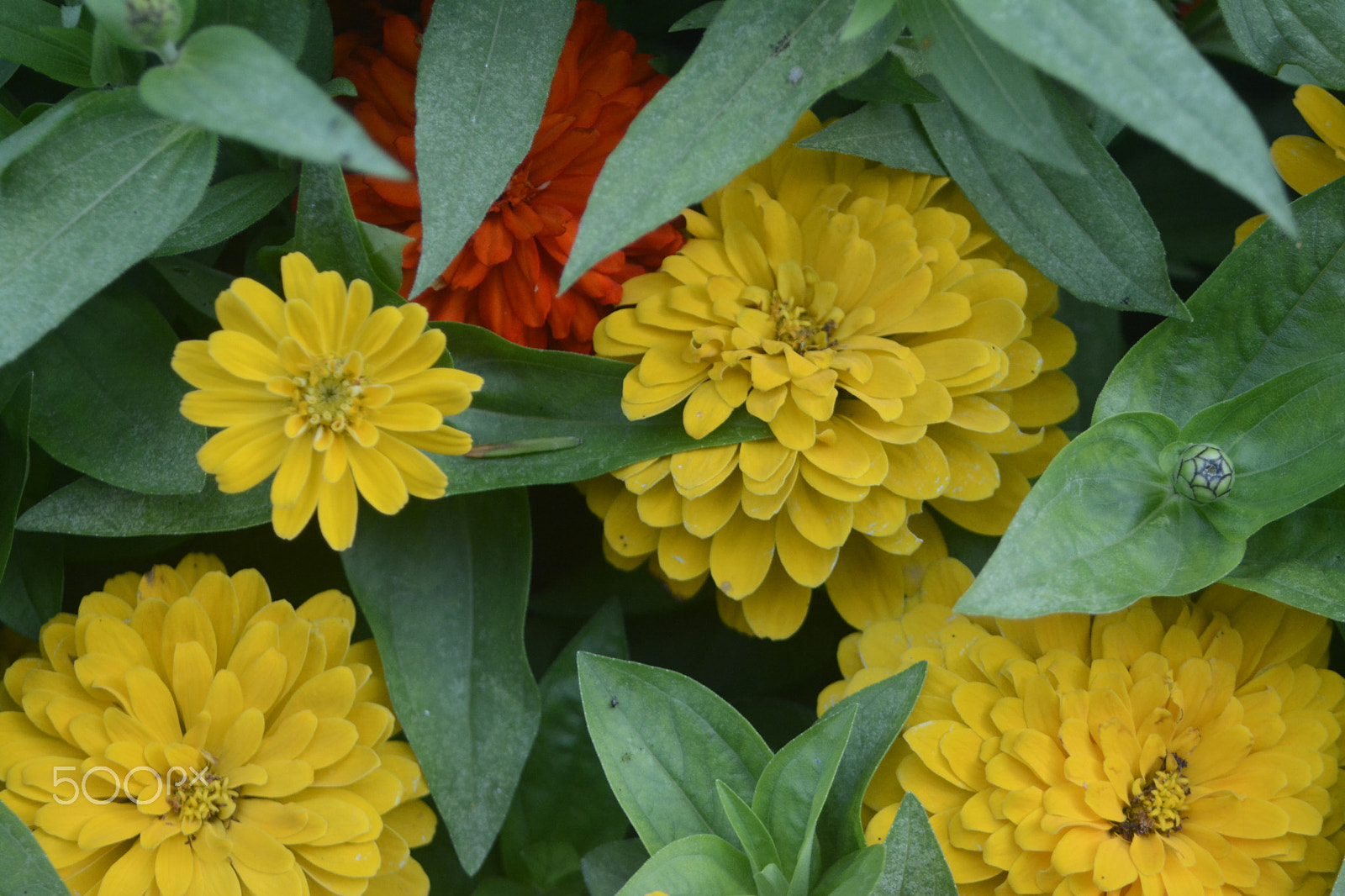 AF Zoom-Nikkor 28-80mm f/3.5-5.6D sample photo. Marigolds photography