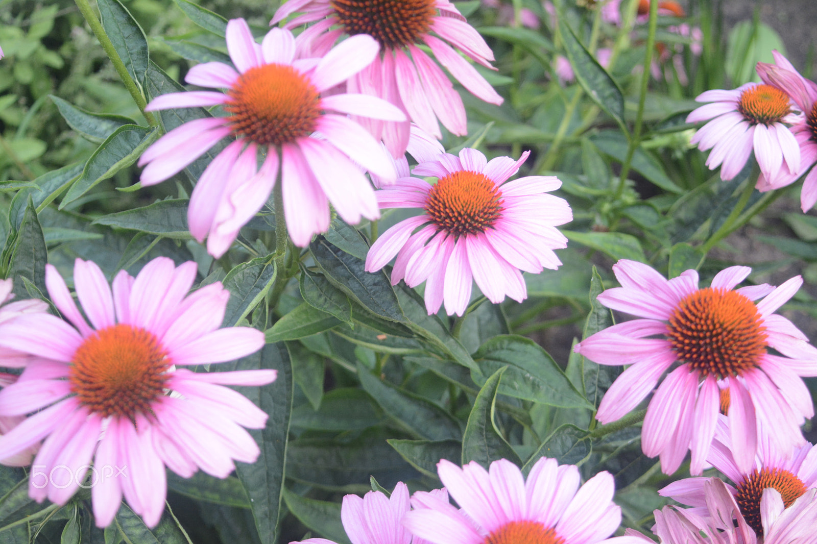 AF Zoom-Nikkor 28-80mm f/3.5-5.6D sample photo. Pink daisies photography