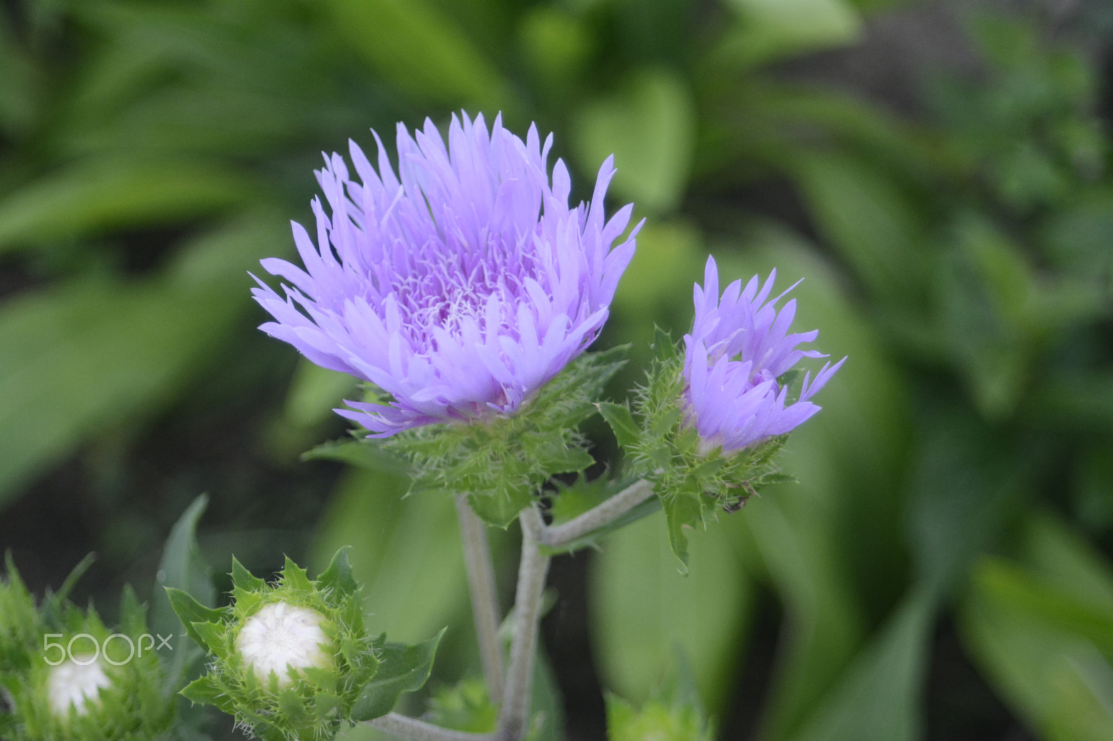 AF Zoom-Nikkor 28-80mm f/3.5-5.6D sample photo. Purple flower photography