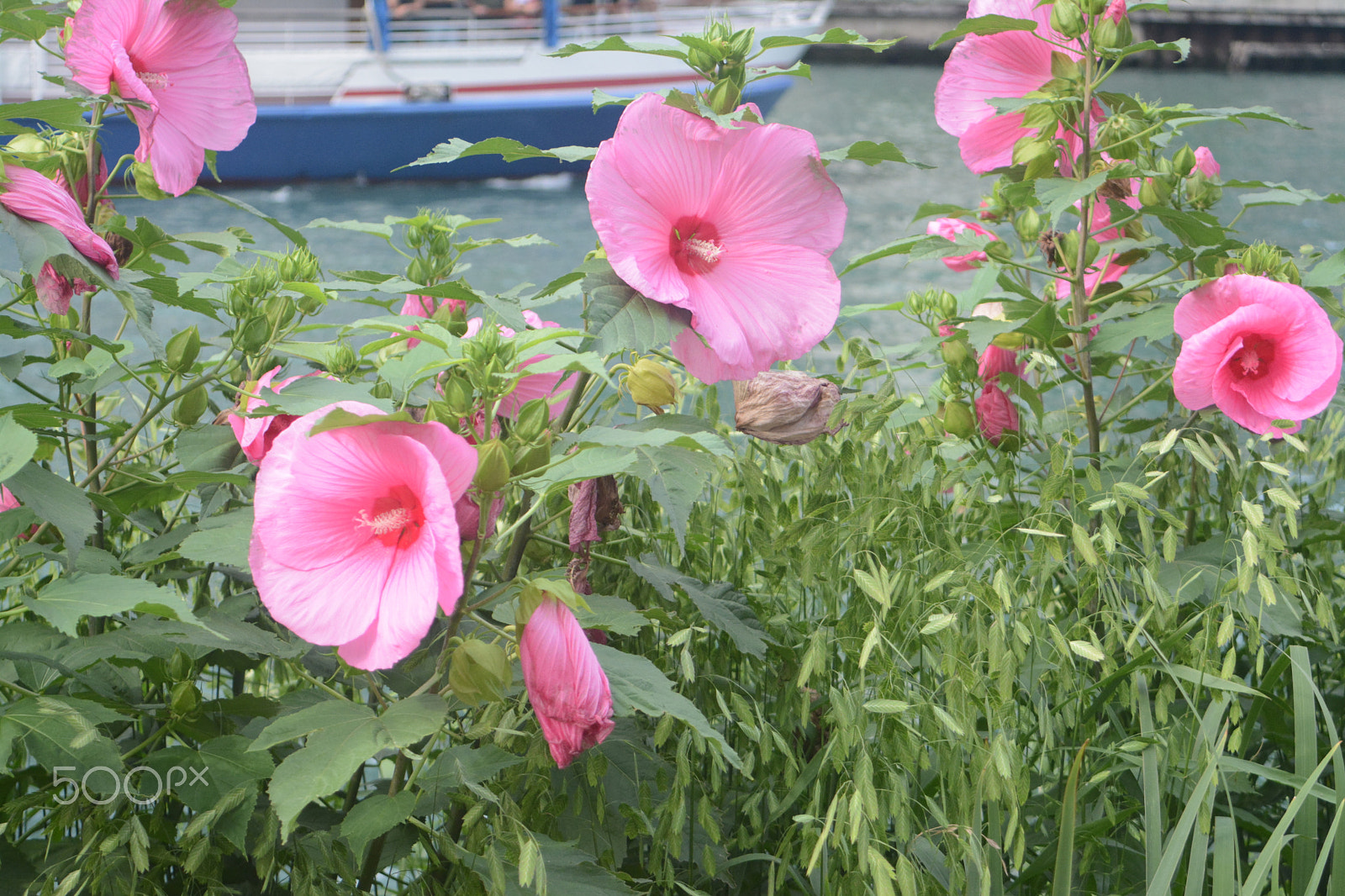 AF Zoom-Nikkor 28-80mm f/3.5-5.6D sample photo. Rose of sharon photography