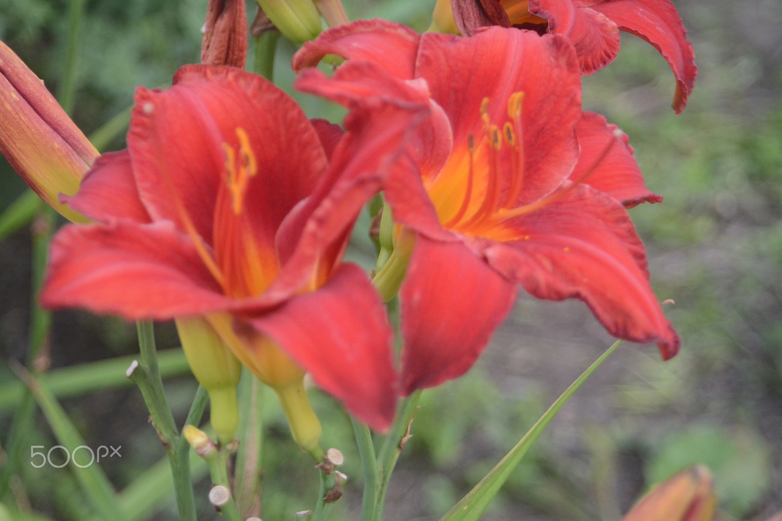 Nikon D7100 sample photo. Crimson red lilies photography