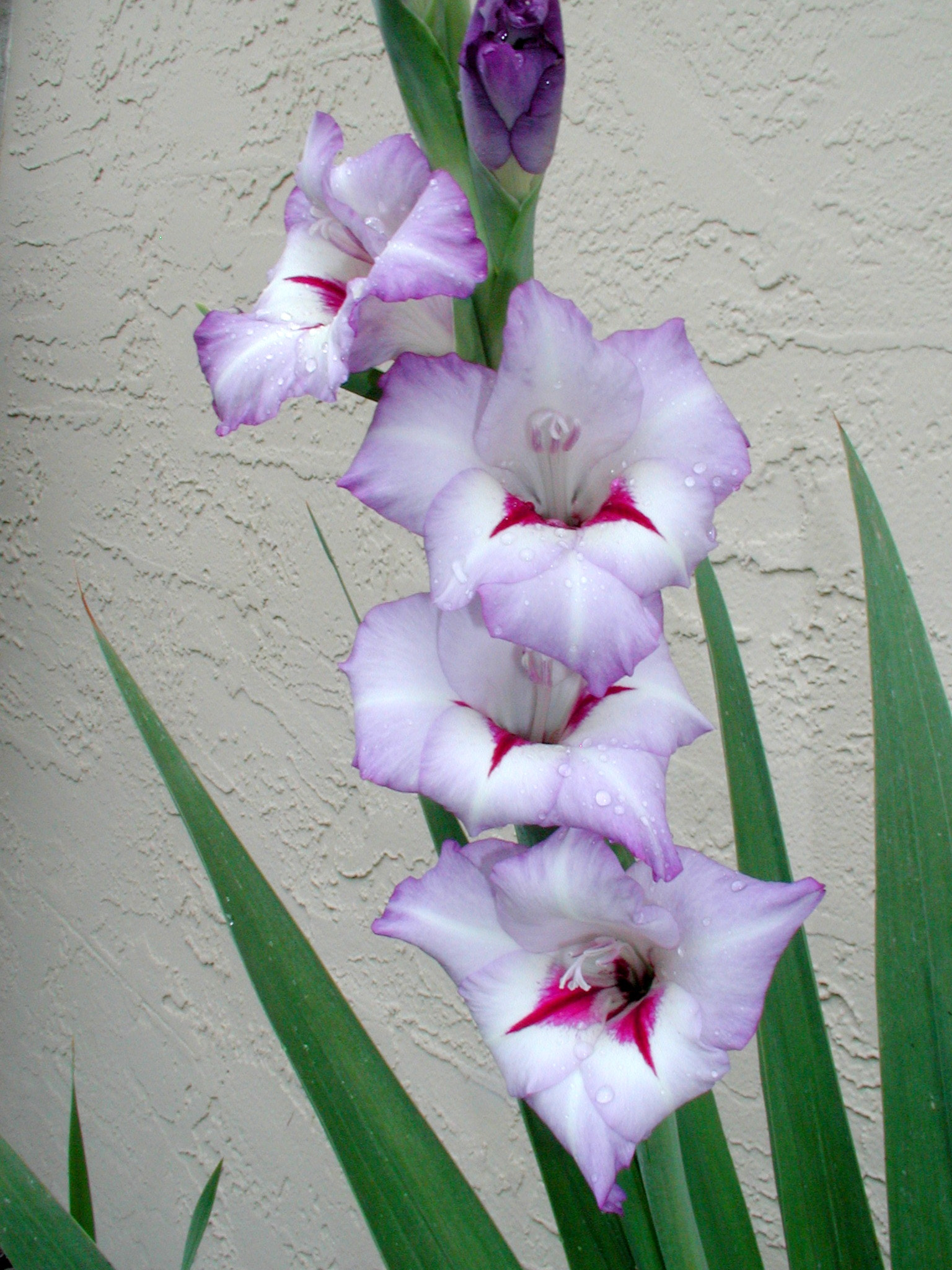 Olympus C3000Z sample photo. Red throat lavender gladiola photography