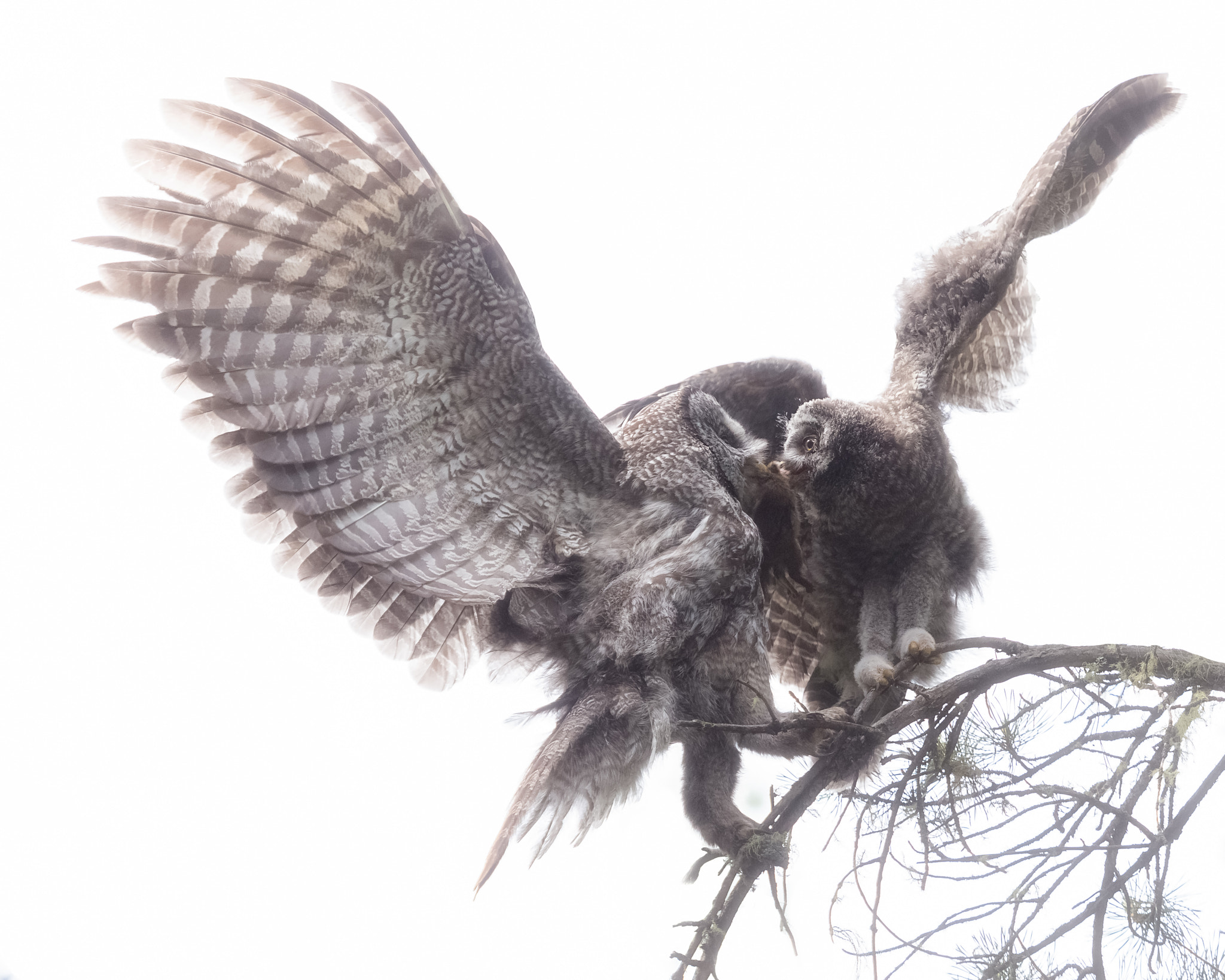 Canon EF 100-400mm F4.5-5.6L IS USM sample photo. Great gray owl momma & baby (high key) photography