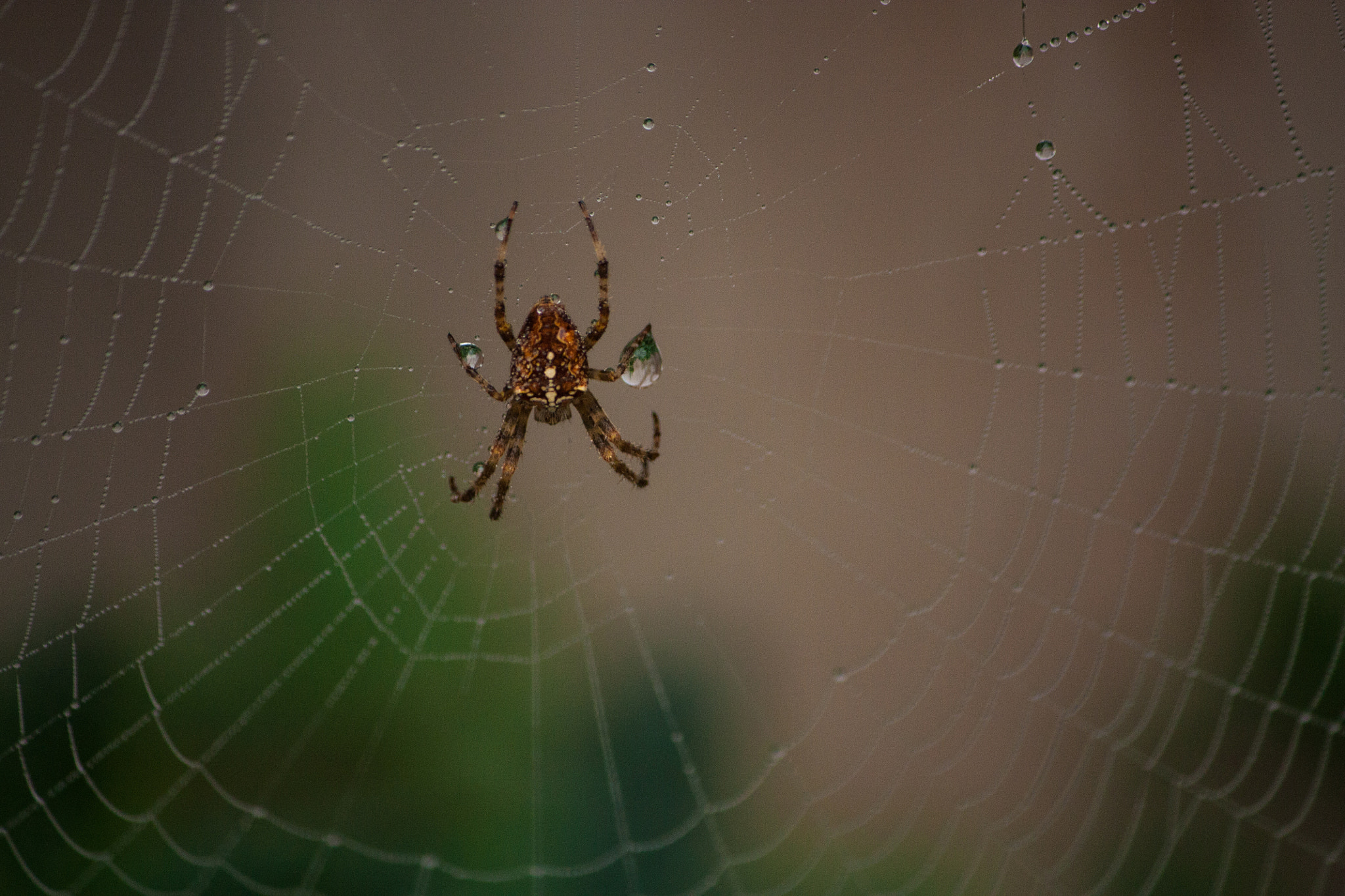 Canon EOS 450D (EOS Rebel XSi / EOS Kiss X2) sample photo. A spider enduring the rain photography