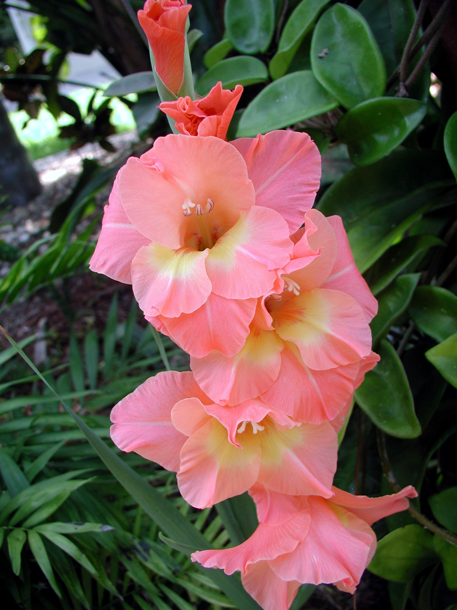 Olympus C3000Z sample photo. Pink gladiola photography