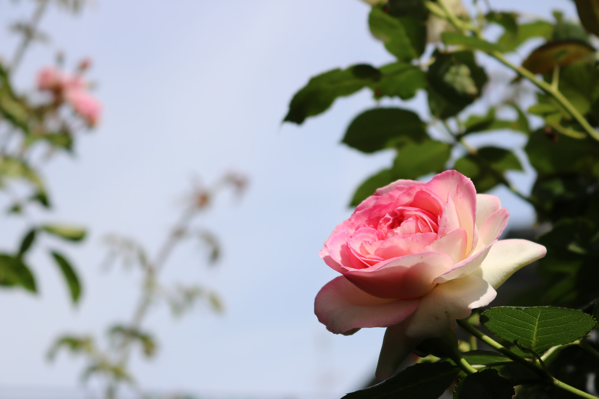 Canon EOS 760D (EOS Rebel T6s / EOS 8000D) + Canon EF-S 18-55mm F3.5-5.6 IS STM sample photo. Rose photography