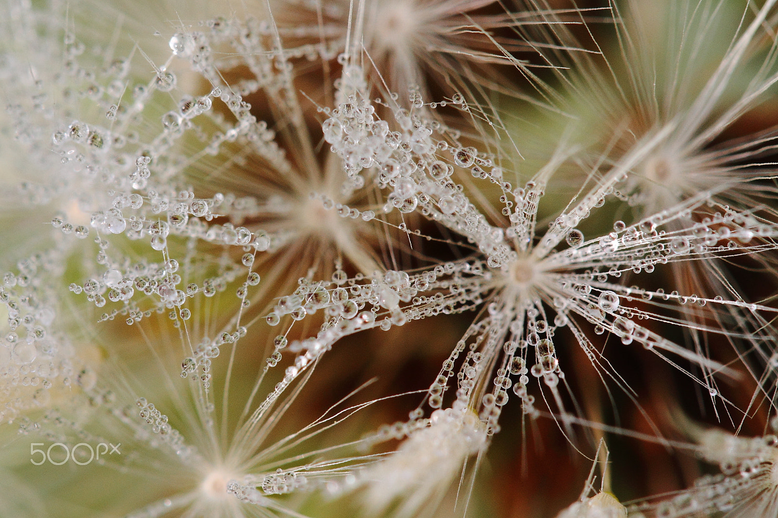 Canon EF 100mm F2.8L Macro IS USM sample photo. Ode to joy photography