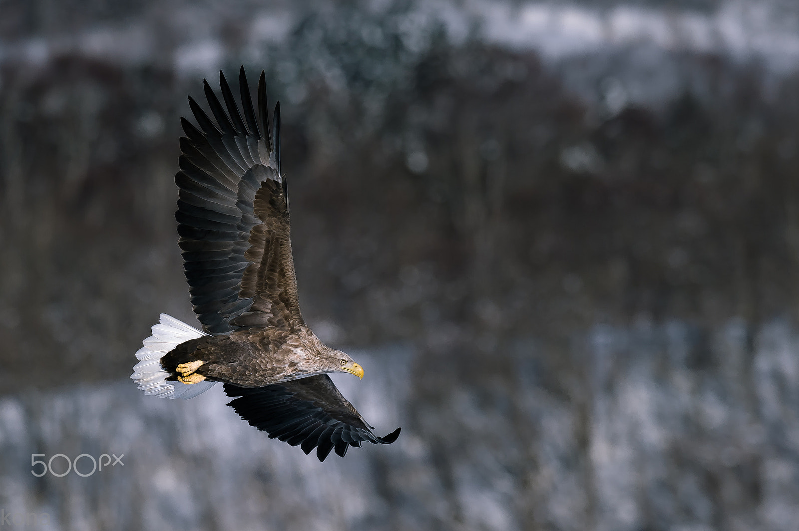 Nikon AF-S Nikkor 400mm F2.8G ED VR II sample photo. Ojiro photography