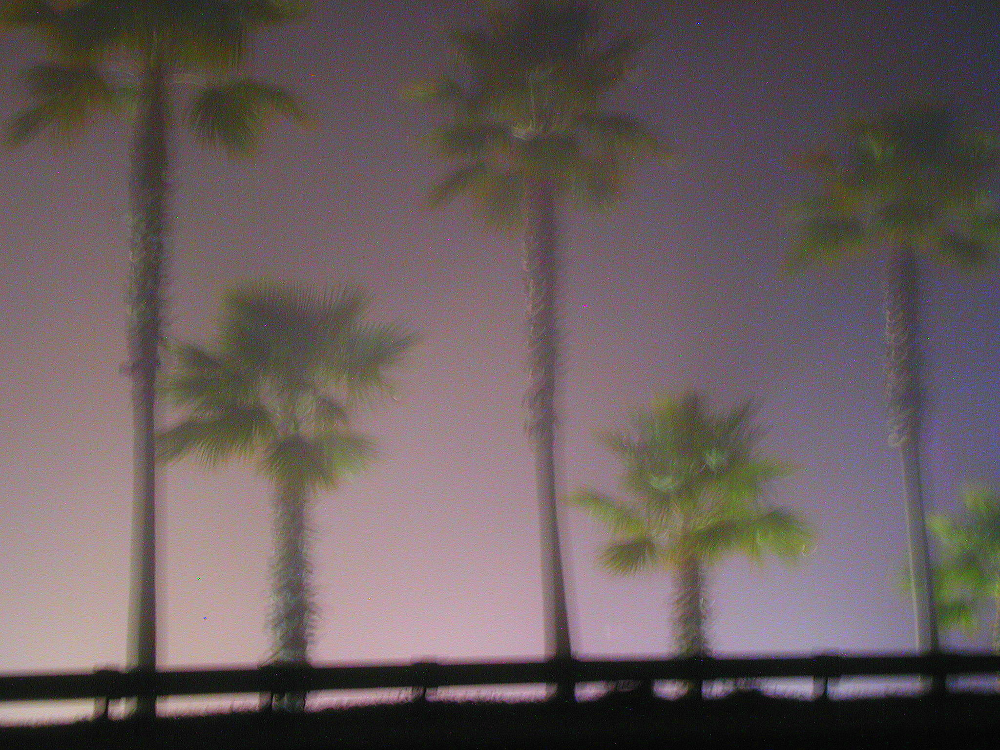 Olympus C3000Z sample photo. Palm trees in the fog photography