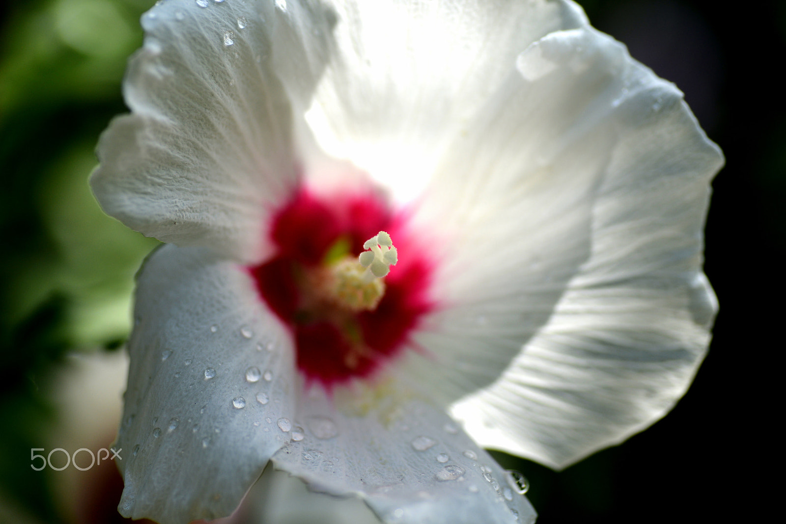 Nikon D600 sample photo. Brilliant photography