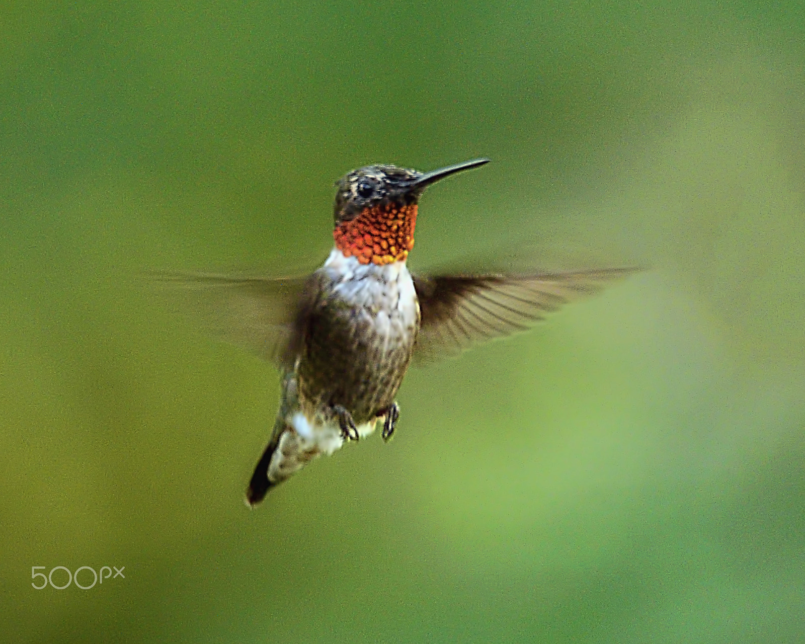 Nikon D800 + AF Nikkor 50mm f/1.4 sample photo. Ruby red photography