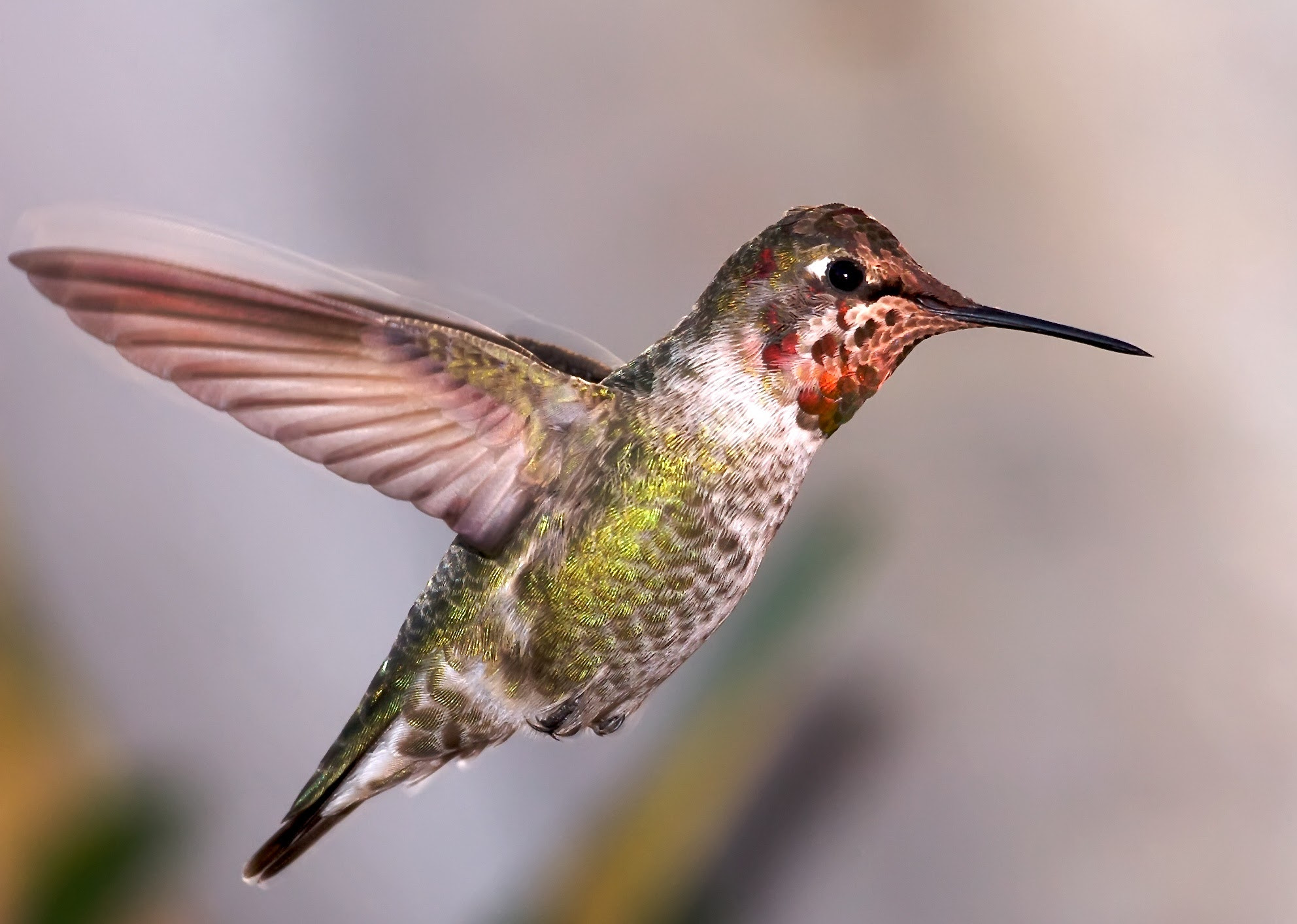 Nikon D2Hs sample photo. Humming_birds1310.jpg photography