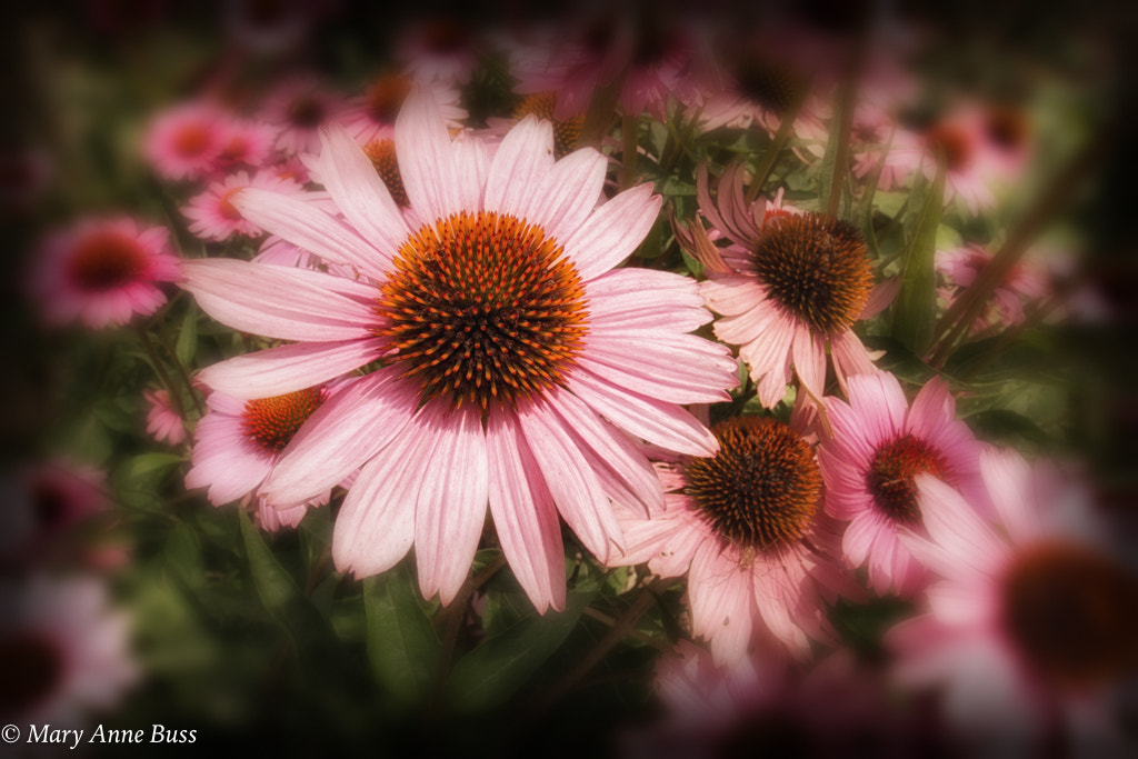 Canon EOS 70D + Canon EF 16-35mm F4L IS USM sample photo. Echinacea photography