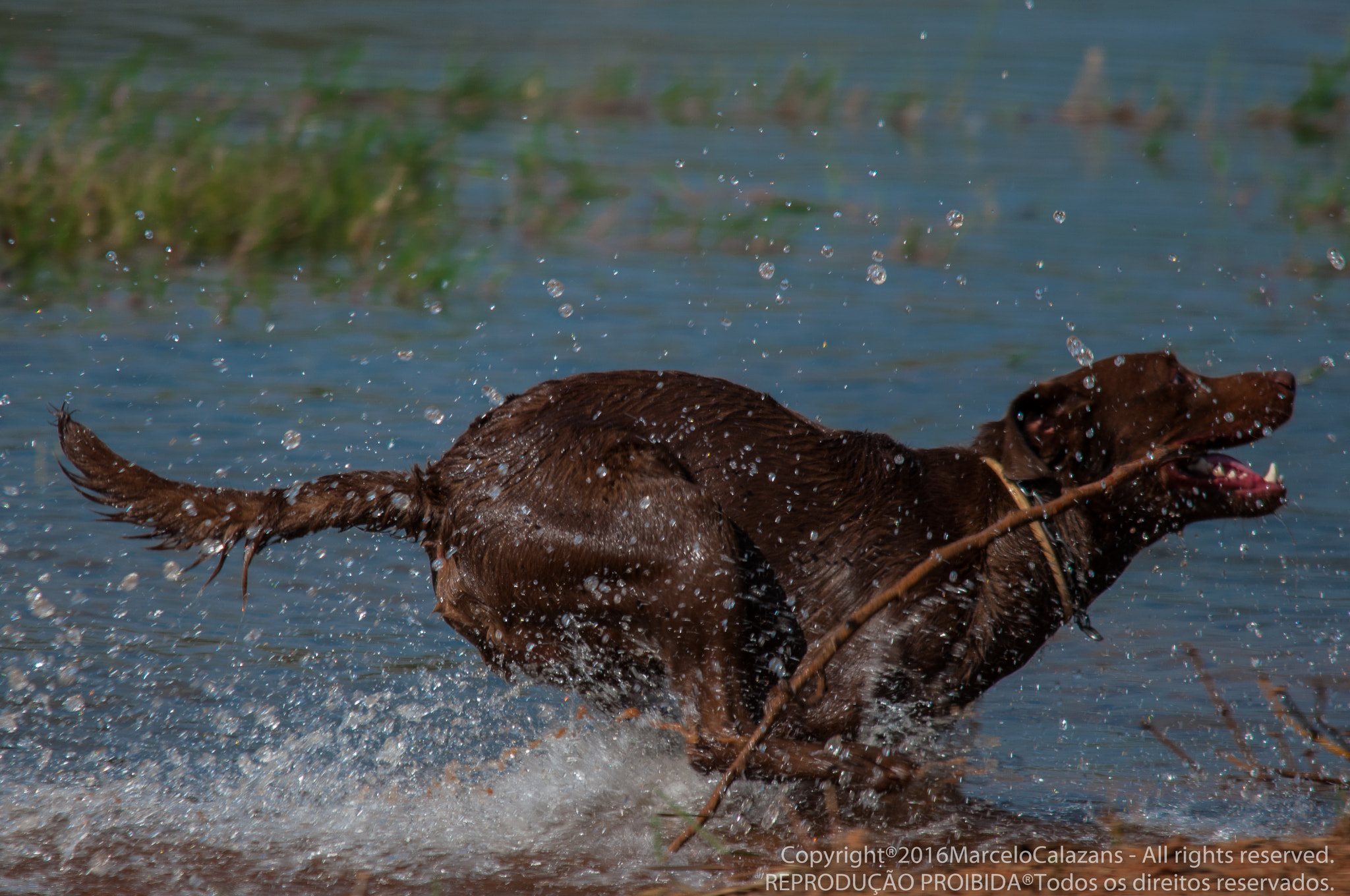 Sigma 150-500mm F5-6.3 DG OS HSM sample photo. Stark photography