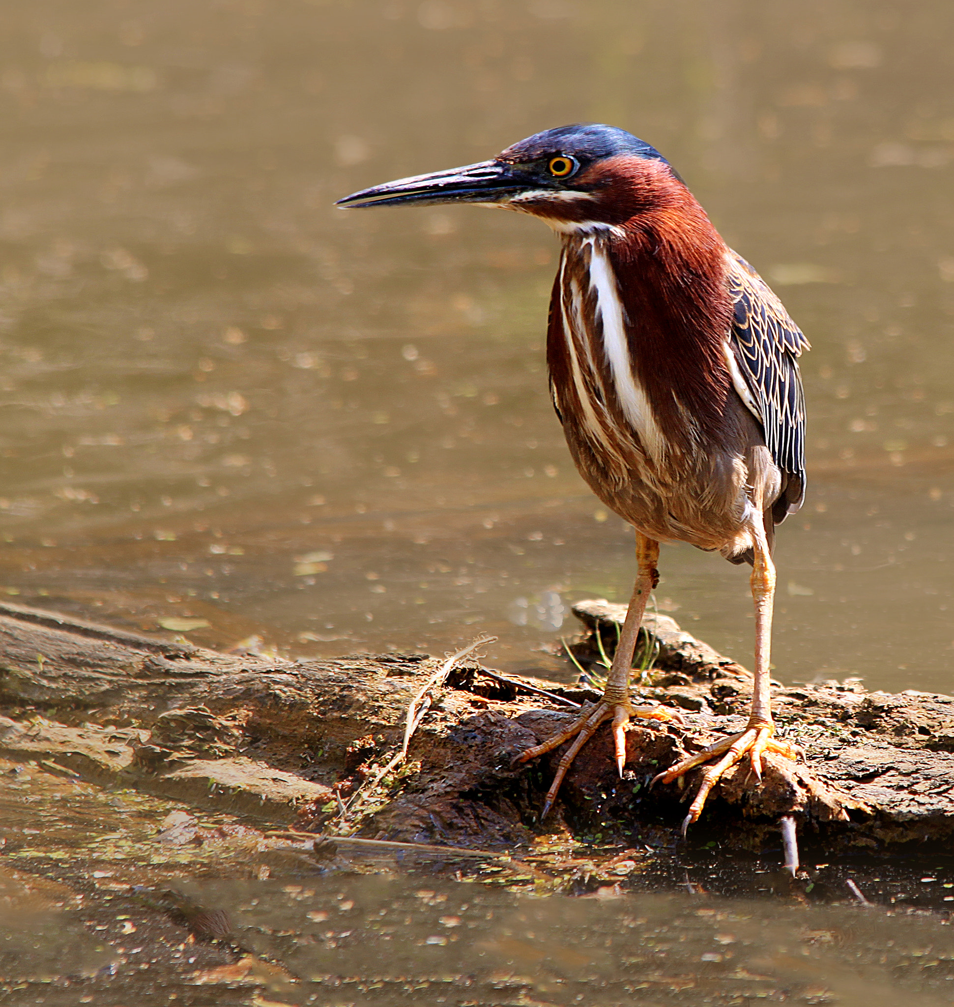 Sigma 150-500mm F5-6.3 DG OS HSM sample photo. Heron on log photography