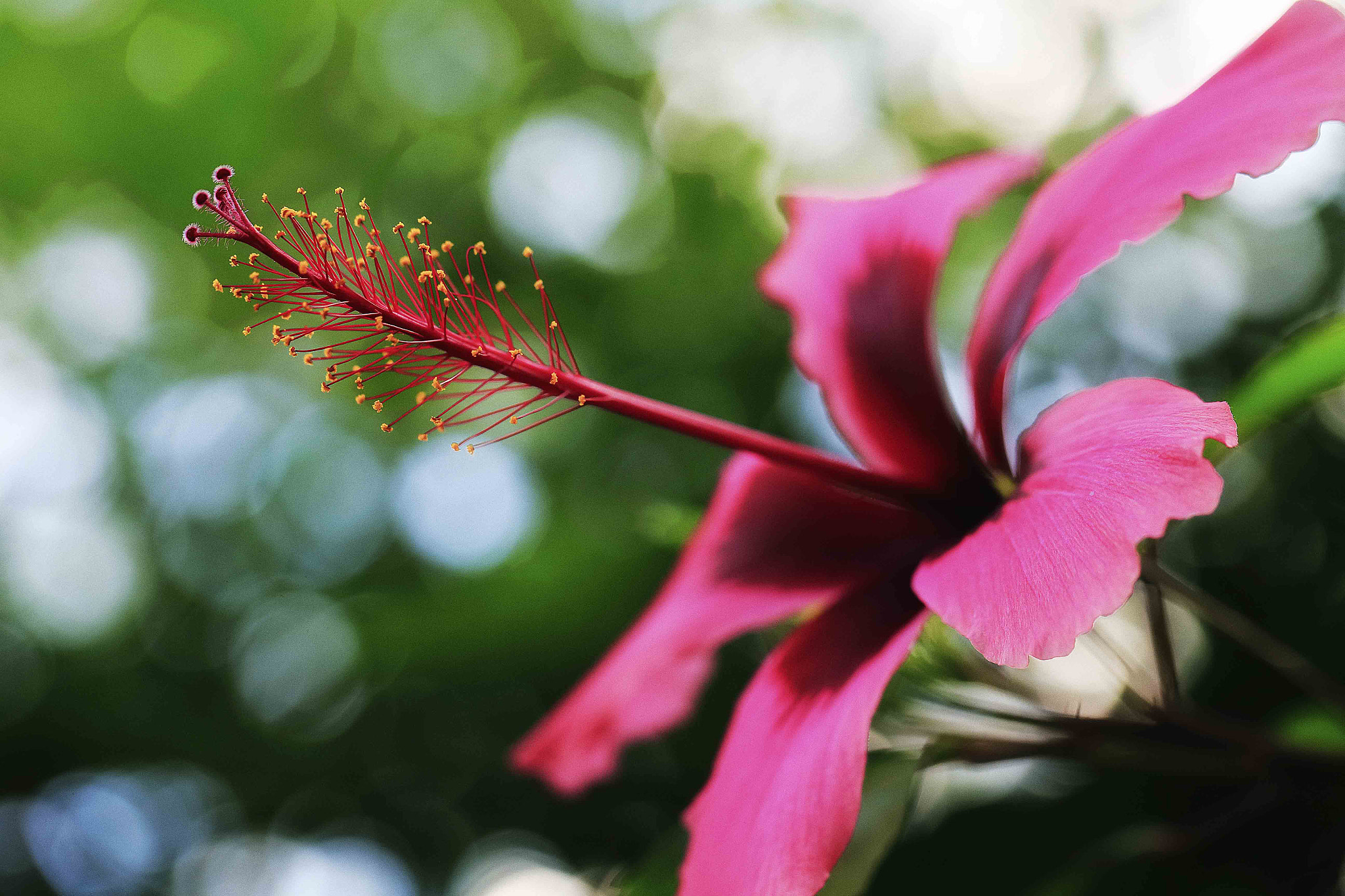 Canon EF 100mm F2.8L Macro IS USM sample photo. Hibiscus ; fiji island photography
