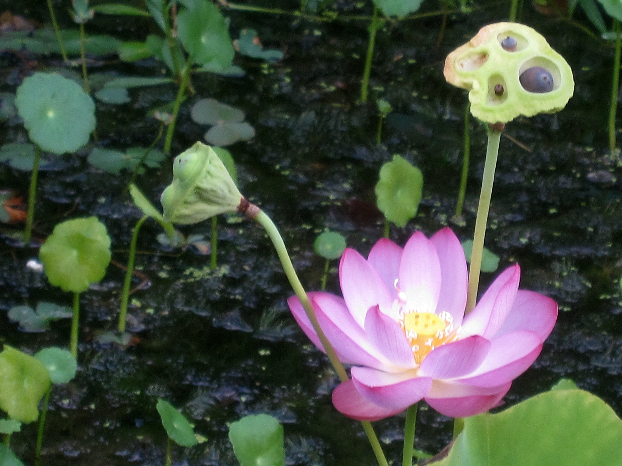 Canon PowerShot SD880 IS (Digital IXUS 870 IS / IXY Digital 920 IS) sample photo. Lotus and seedpod 荷花和莲蓬 photography