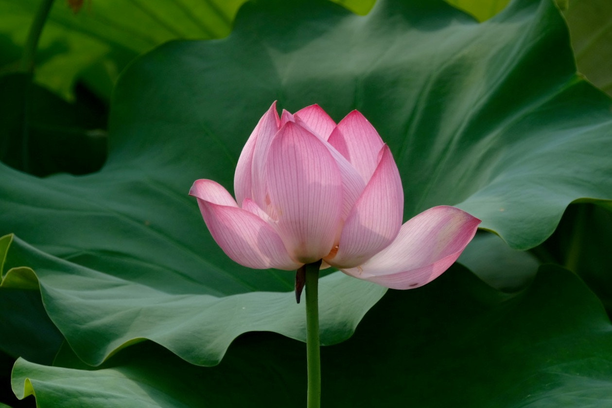 Fujifilm XF 100-400mm F4.5-5.6 R LM OIS WR sample photo