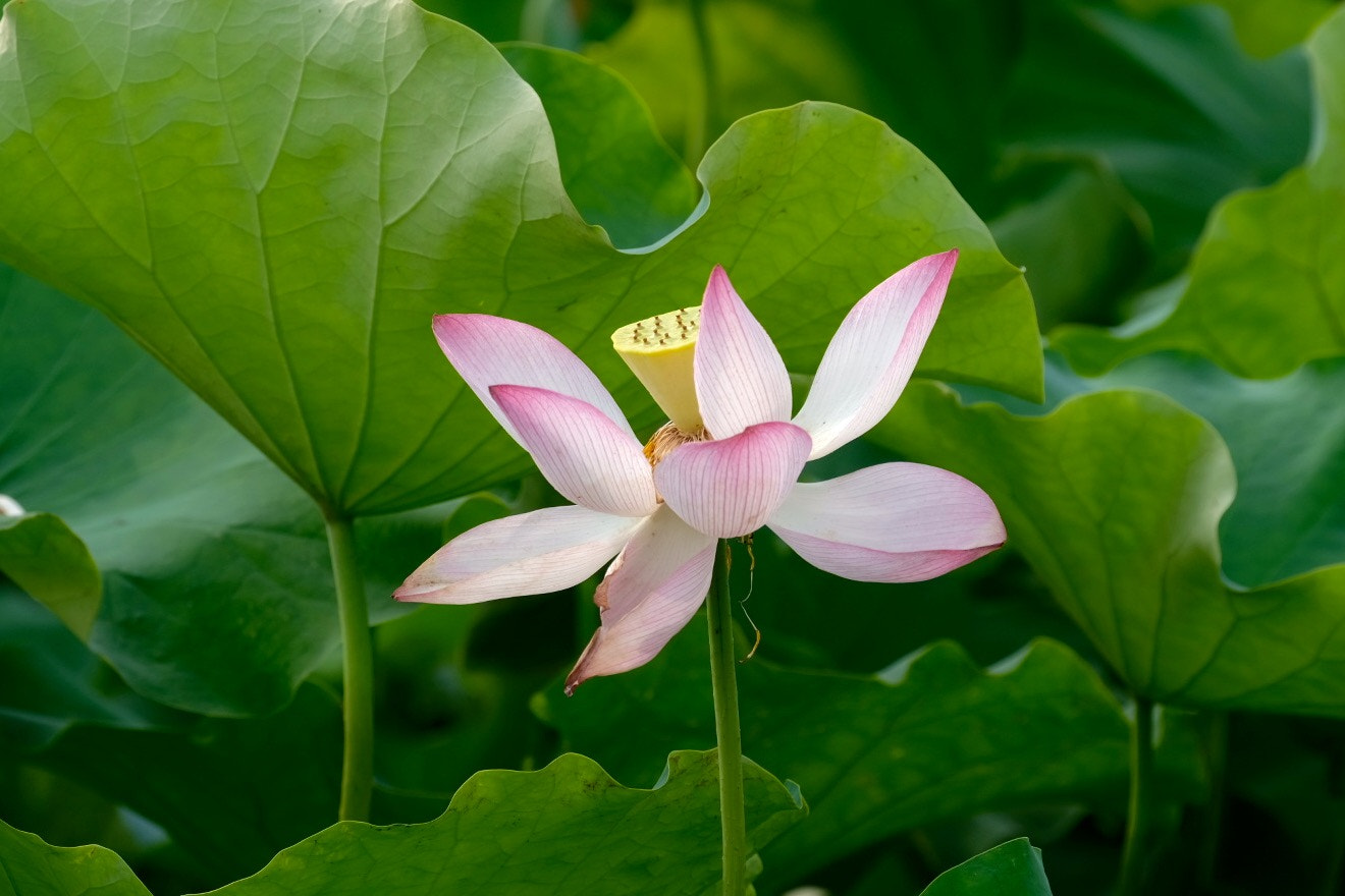 Fujifilm XF 100-400mm F4.5-5.6 R LM OIS WR sample photo