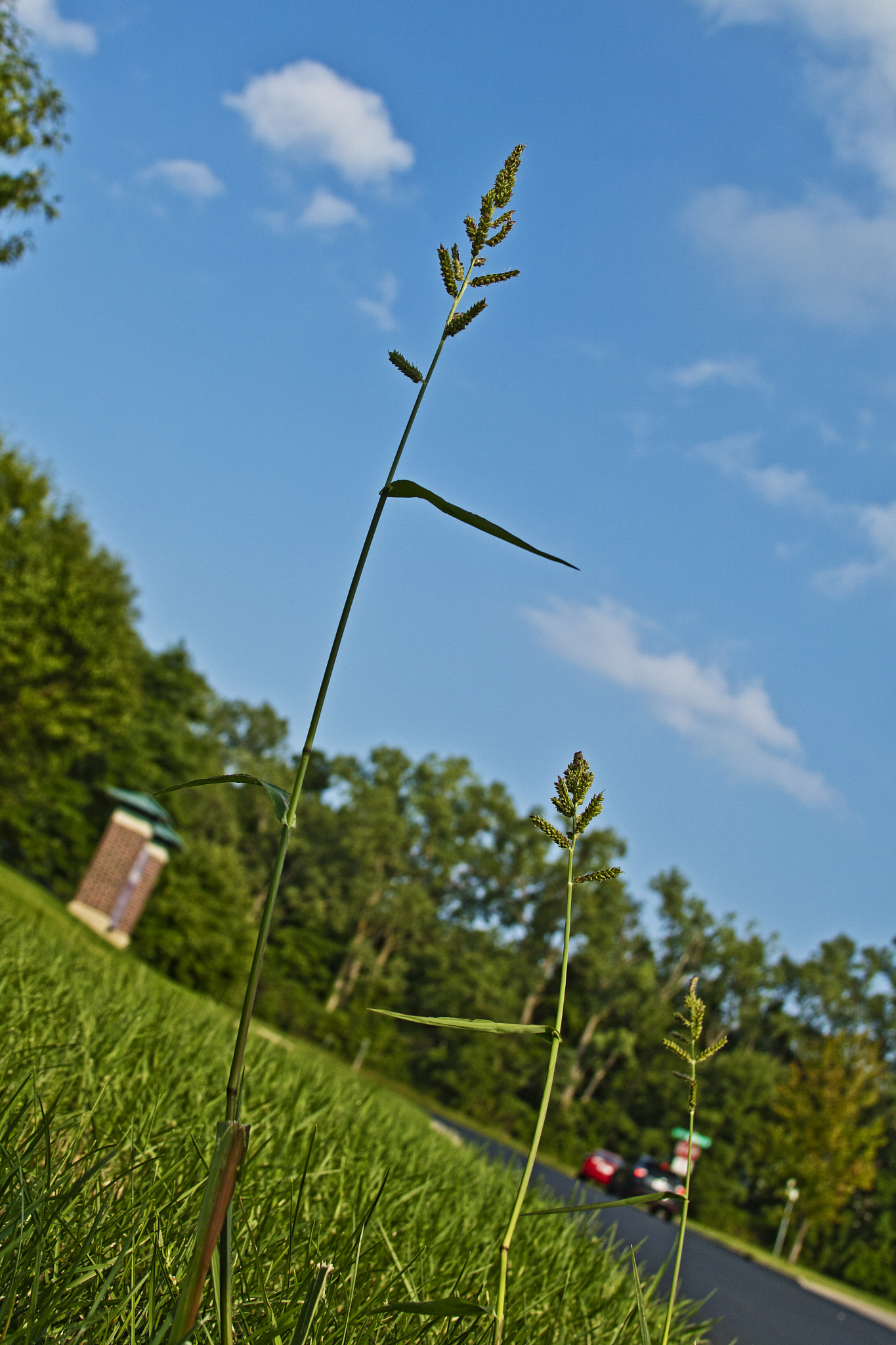 Canon EOS M3 sample photo. Grow tall photography