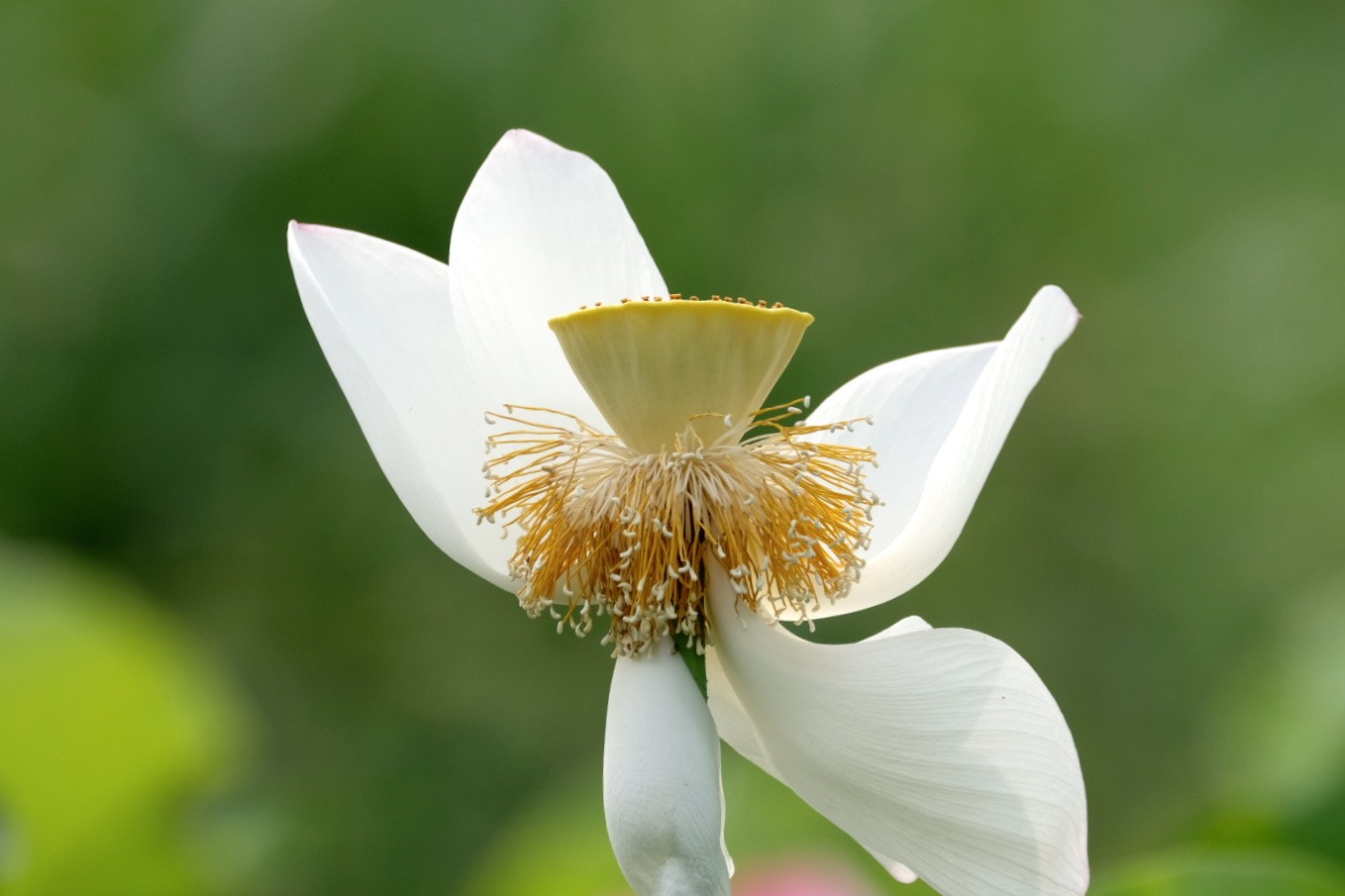 Fujifilm XF 100-400mm F4.5-5.6 R LM OIS WR sample photo