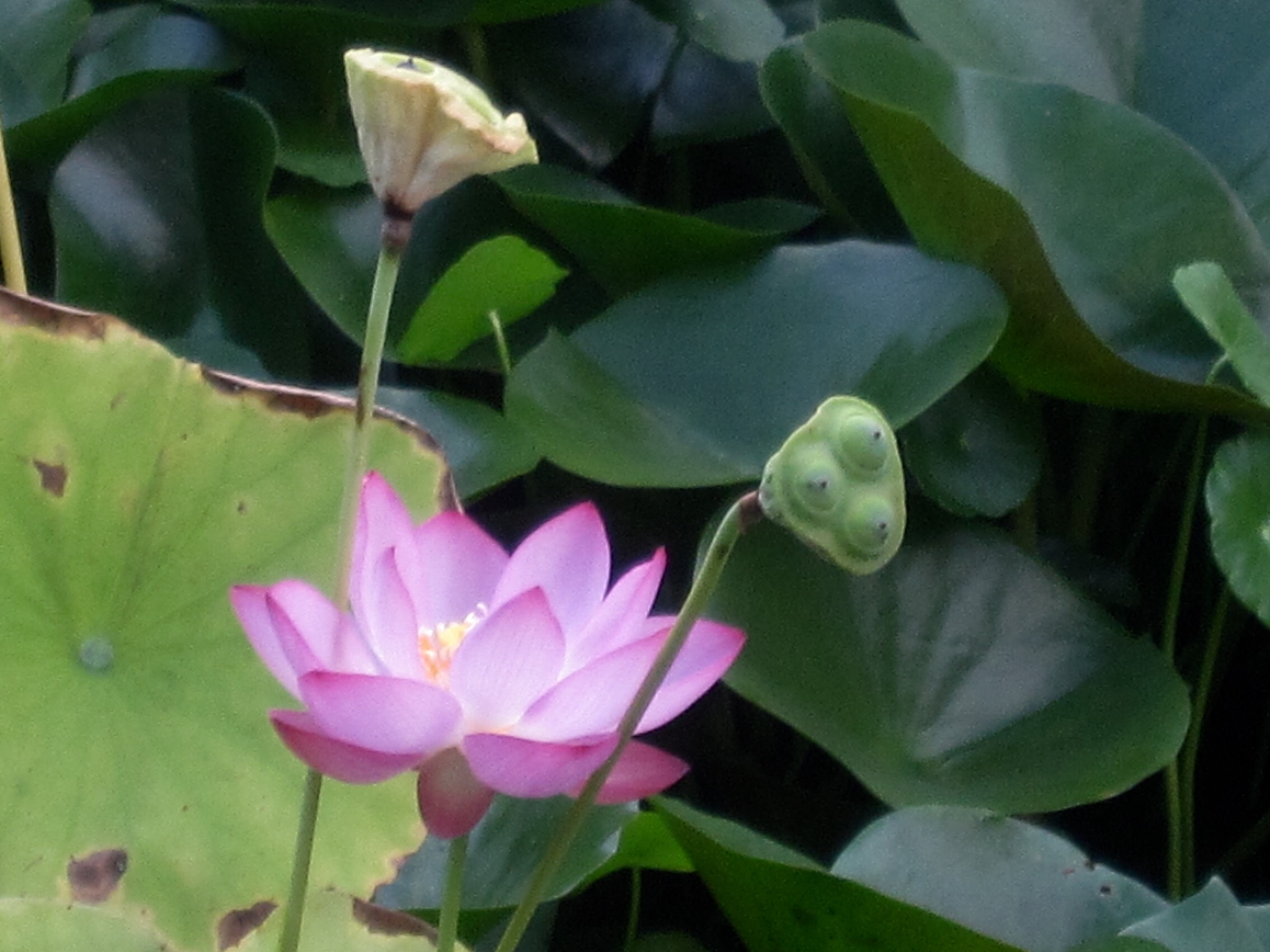 Canon PowerShot SD880 IS (Digital IXUS 870 IS / IXY Digital 920 IS) sample photo. Lotus and seedpod 荷花和莲蓬 photography