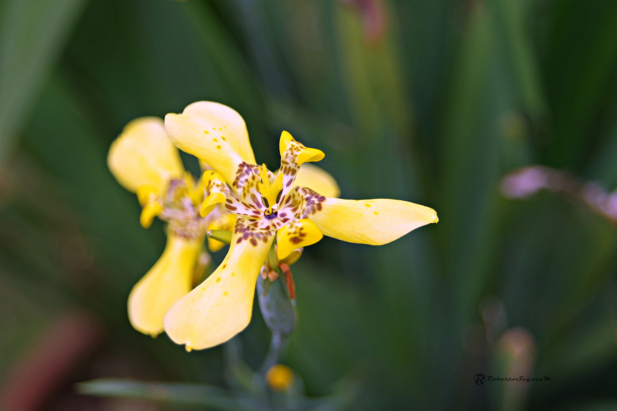 Pentax K-S2 sample photo. Amarillo photography