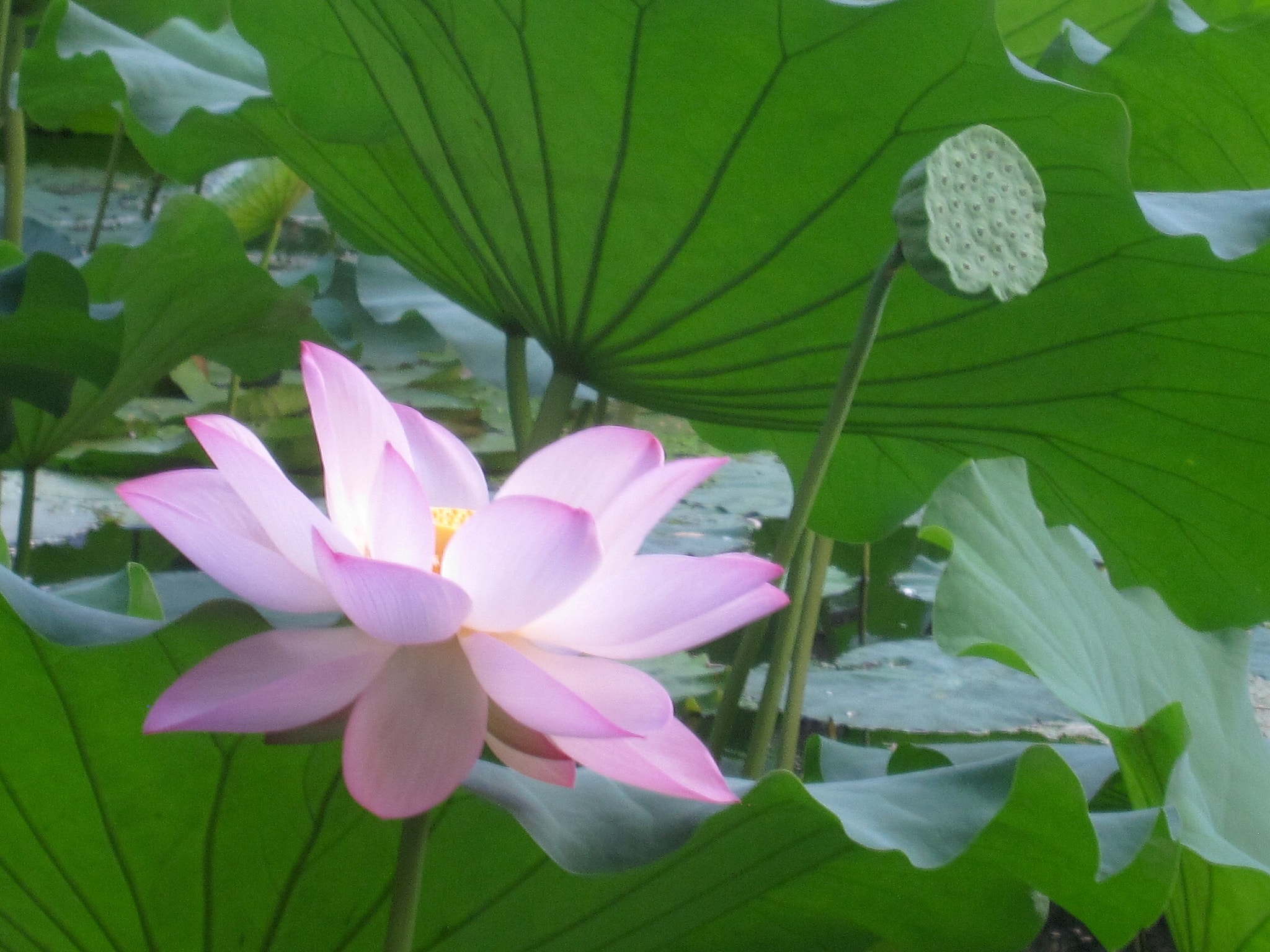 Canon PowerShot SD880 IS (Digital IXUS 870 IS / IXY Digital 920 IS) sample photo. Lotus and seedpod 荷花和莲蓬 photography