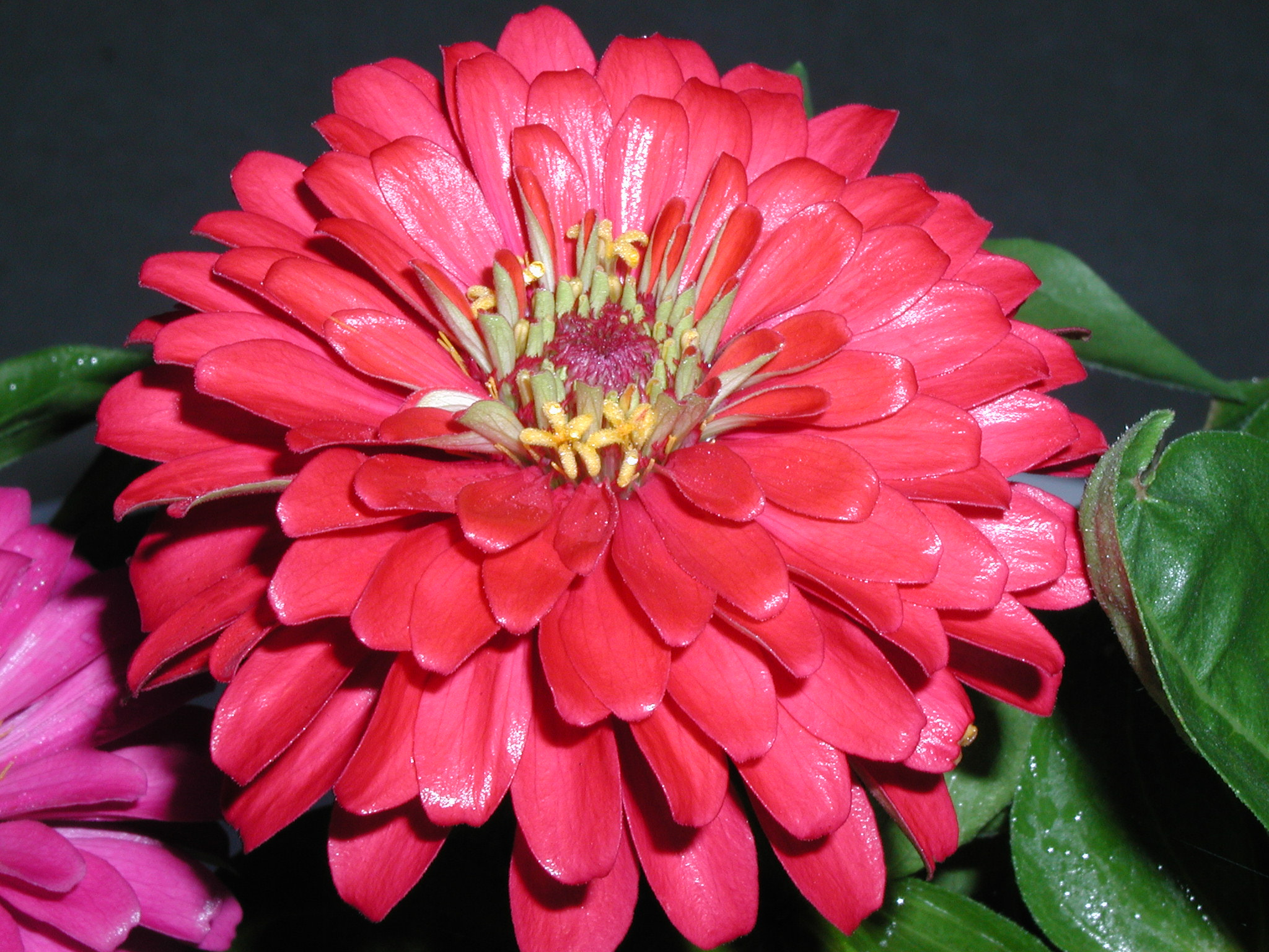 Olympus C3000Z sample photo. Zinnia after the rain photography